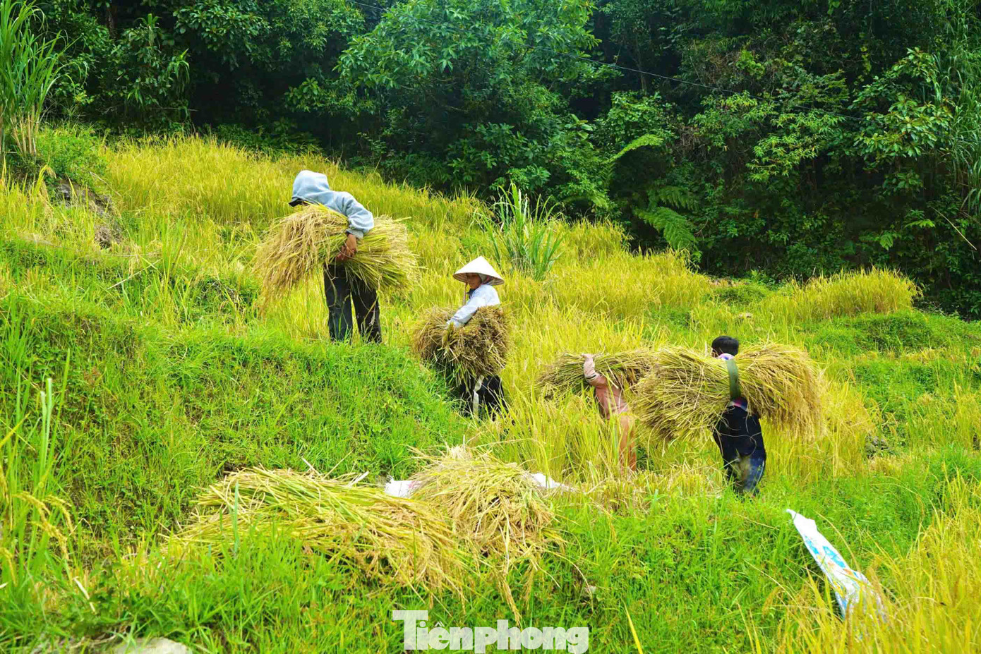 Những bó lúa từ các khoảng nương rẫy sẽ được cõng về một địa điểm để tuốt hạt. Những bó lúa từ các khoảng nương rẫy sẽ được cõng về một địa điểm để tuốt hạt.