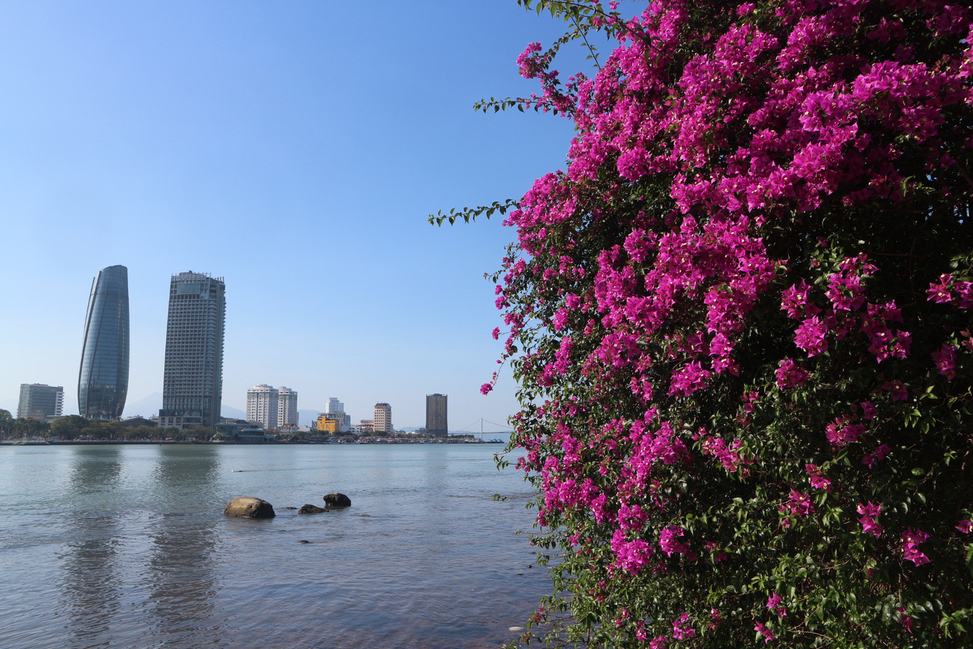 Hoa giấy nở rộ đầy rực rỡ bên bờ Sông Hàn. Ảnh: Khánh Linh Hoa giấy nở rộ đầy rực rỡ bên bờ Sông Hàn. Ảnh: Khánh Linh