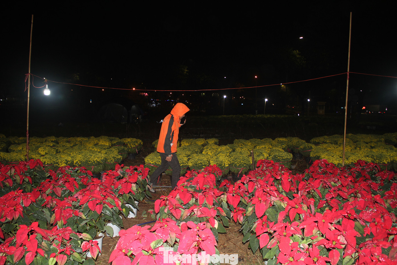 Anh Xuân vừa thức canh hoa vừa gọi điện về gia đình để bàn chuyện buôn bán cho những ngày cao điểm sắp tới. Ảnh: Hữu Tùng.