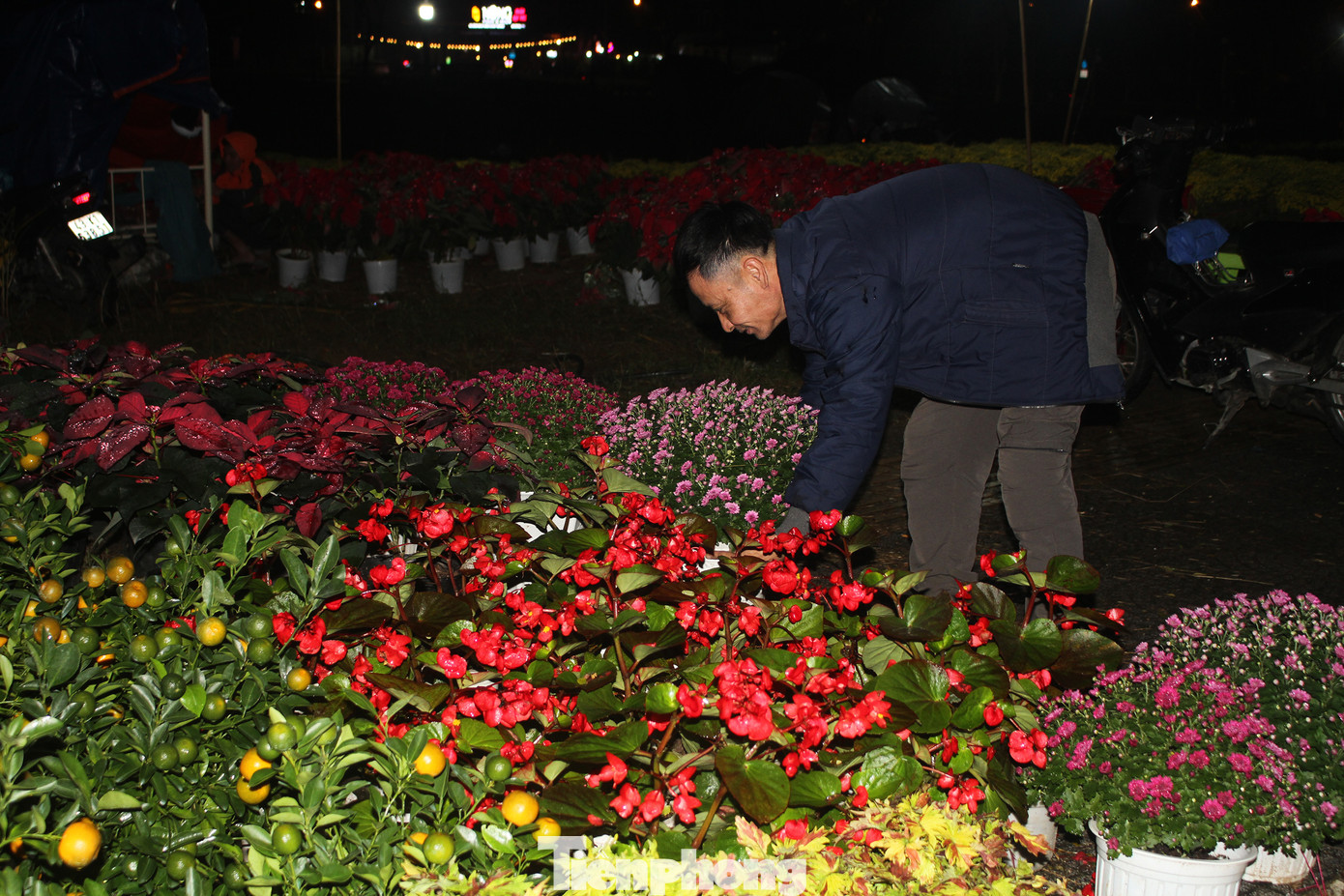 Một tiểu thương khác đang tranh thủ sắp xếp lại các chậu hoa cho ngay ngắn giúp khách hàng dễ dàng dàng lựa chọn khi mua. Ảnh: Hữu Tùng.