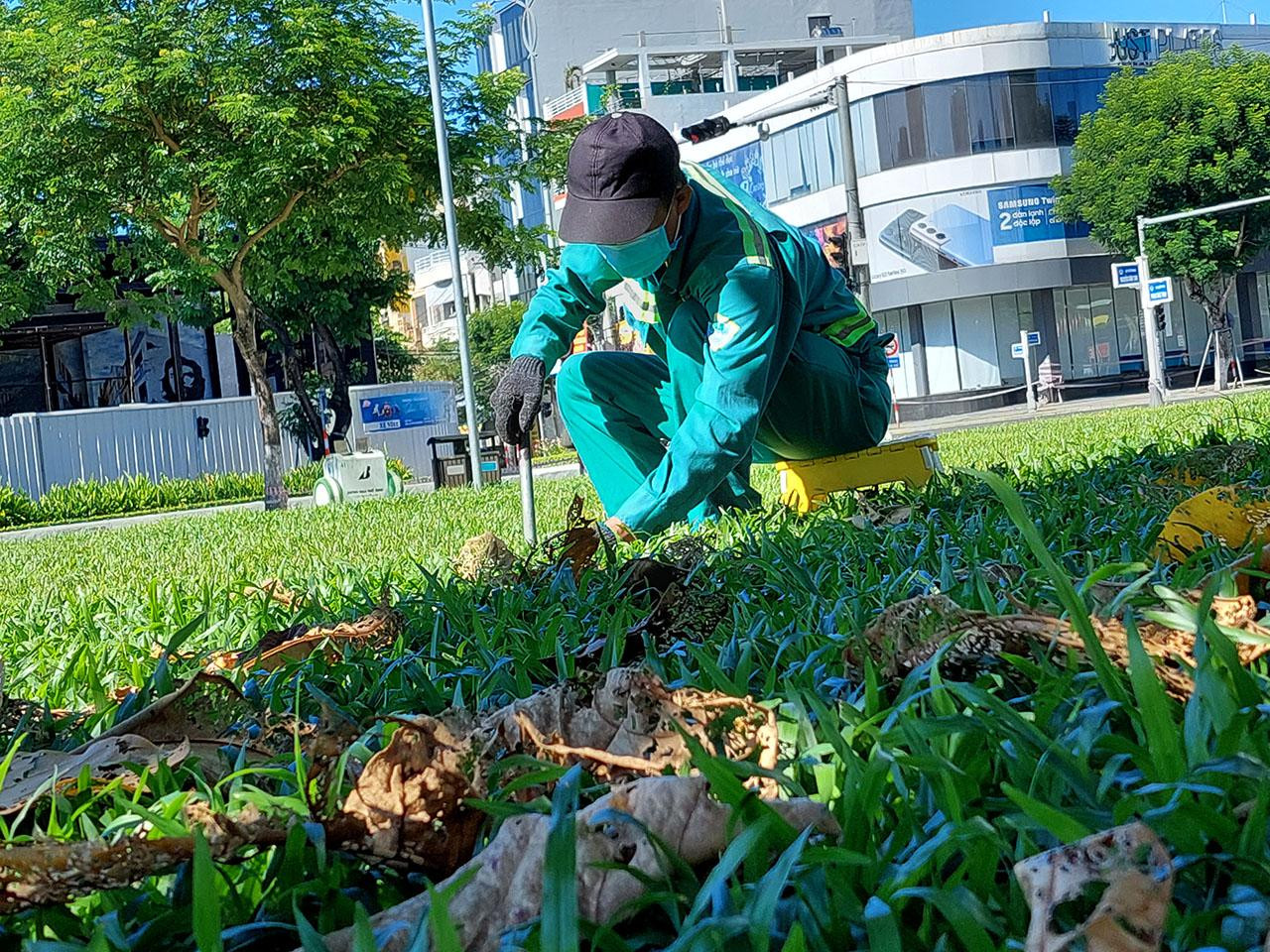 và tỉ mẩn làm đẹp thảm cỏ, cây xanh. Ảnh: Tr.T