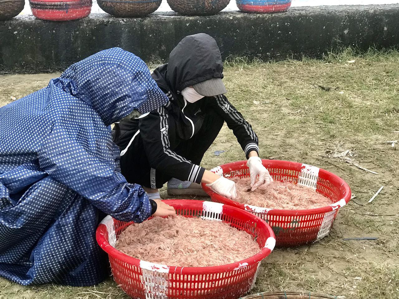 Chị Tú Anh, vợ của anh Khang cho biết gia đình chị có nhiều thế hệ làm nghề khai thác ruốc mỗi khi vào mùa. Ngày thường, chồng chị chủ yếu đánh bắt cá. Nhưng cứ đến mùa này thì chồng chị ra khơi bắt ruốc về bán. Thuyền đã ra khơi từ sáng sớm, nhưng do mưa lớn nên vào trễ hơn so với dự kiến. Một chuyến như vậy thường thu về gần 1 tạ ruốc, cho thu nhập khoảng 1,8-2 triệu đồng. Trong ảnh: Chỉ cần chăm chỉ, ngư dân có thể kiếm được tiền triệu mỗi ngày từ việc đánh bắt ruốc biển.