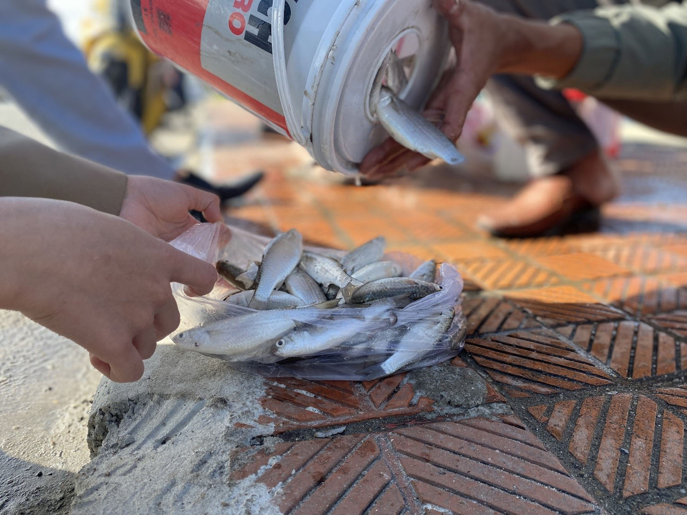 Khi được hỏi làm gì với “chiến lợi phẩm”, chú Tư cười nói: “Bình thường chú câu về ăn. Hôm nay thấy khách hỏi mua nhiều nên chú vừa bán hơn 1kg. Đây cũng là lần đầu tiên chú bán”. Ảnh: Phượng Nhung