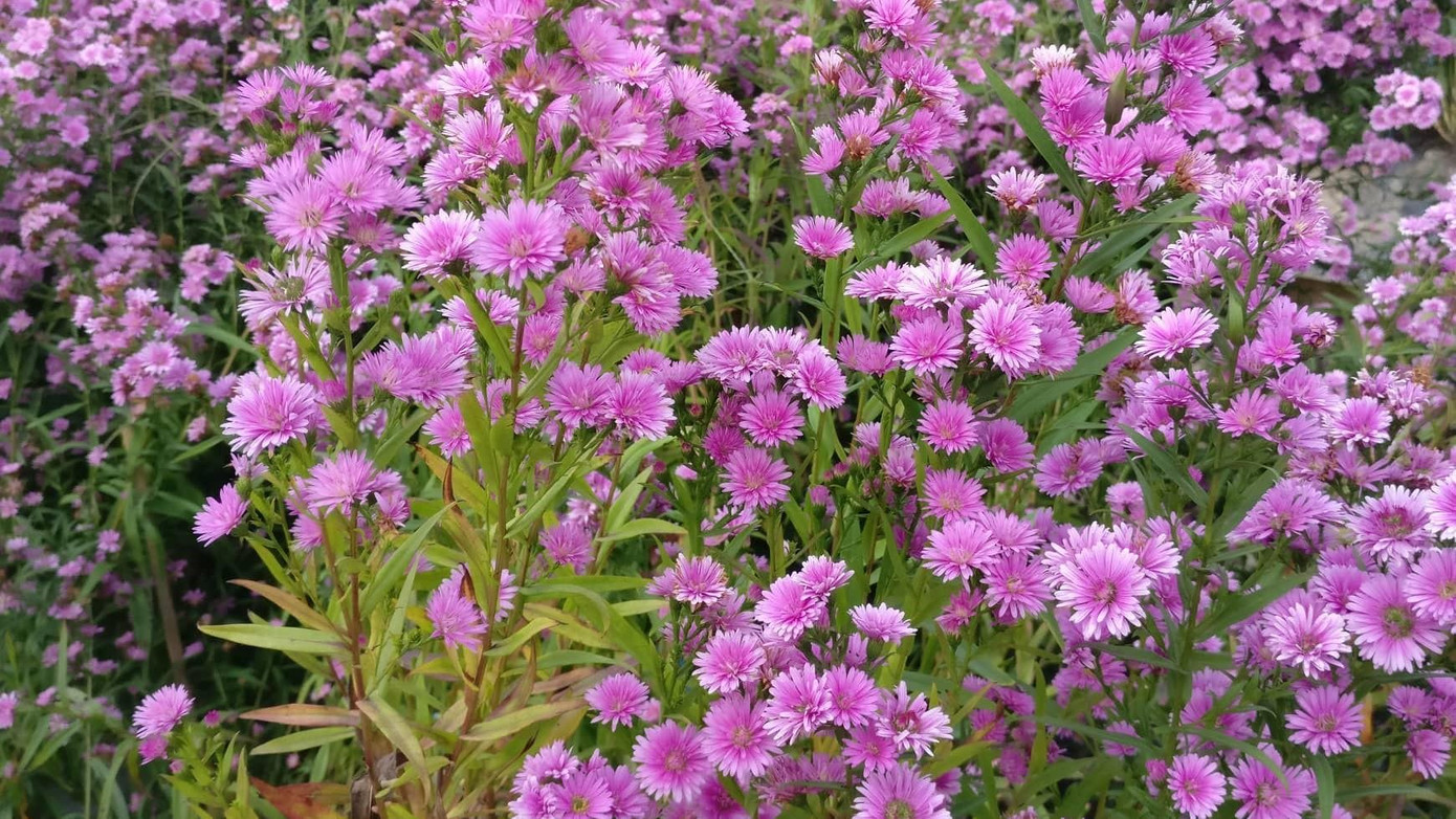 Màu tím mộng mơ tạo nên một background tuyệt vời để du khách có những bức ảnh đẹp - ảnh Tài Anh Hà