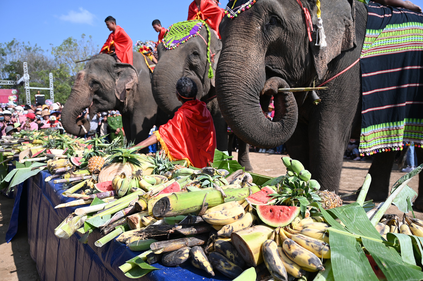 Đại tiệc buffet của các chú voi Bản Đôn (Ảnh: Huỳnh Như) Đại tiệc buffet của các chú voi Bản Đôn (Ảnh: Huỳnh Như)