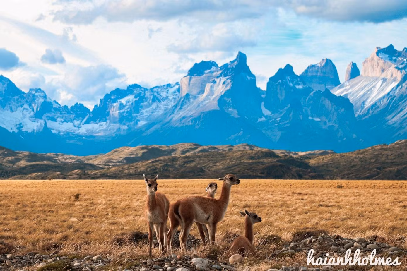 Những con Guanaco thuộc họ lạc đà, loài động vật bản địa của Nam Mỹ. Hải Anh cho biết: “Khu vực này sau khi được bảo tồn thì Guanaco xuất hiện ở khắp nơi. Lạc đà Guanaco là nguồn thức ăn chủ yếu cho puma, báo sư tử, thuộc họ mèo lớn ở đây” - Ảnh: Hải Anh