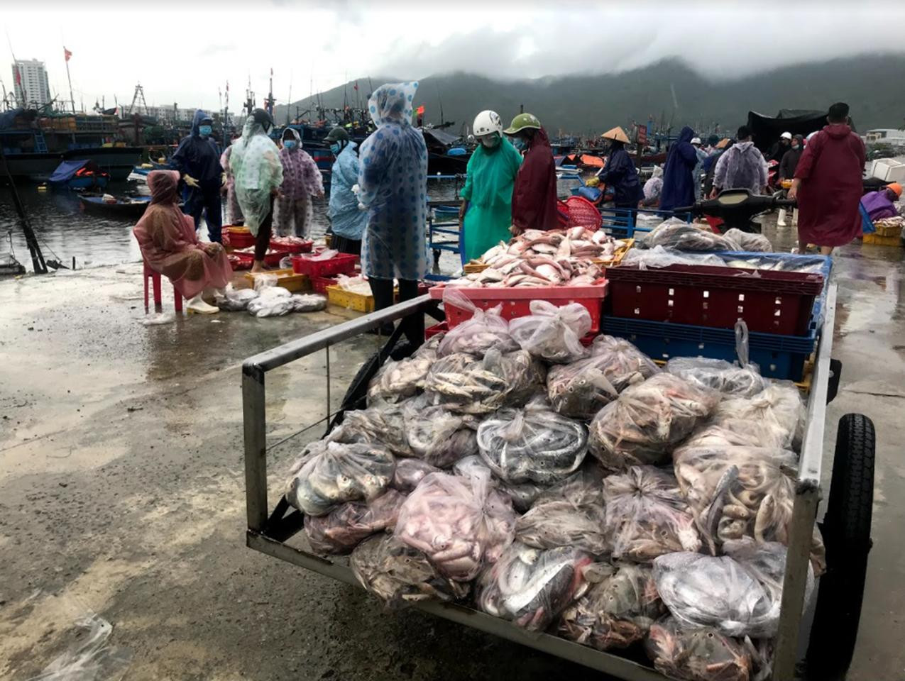 Nhiều tàu thuyền và ngư dân cập bến cảng cá Thọ Quang trong niềm vui vì đánh bắt được nhiều hải sản. - Ảnh Th.L