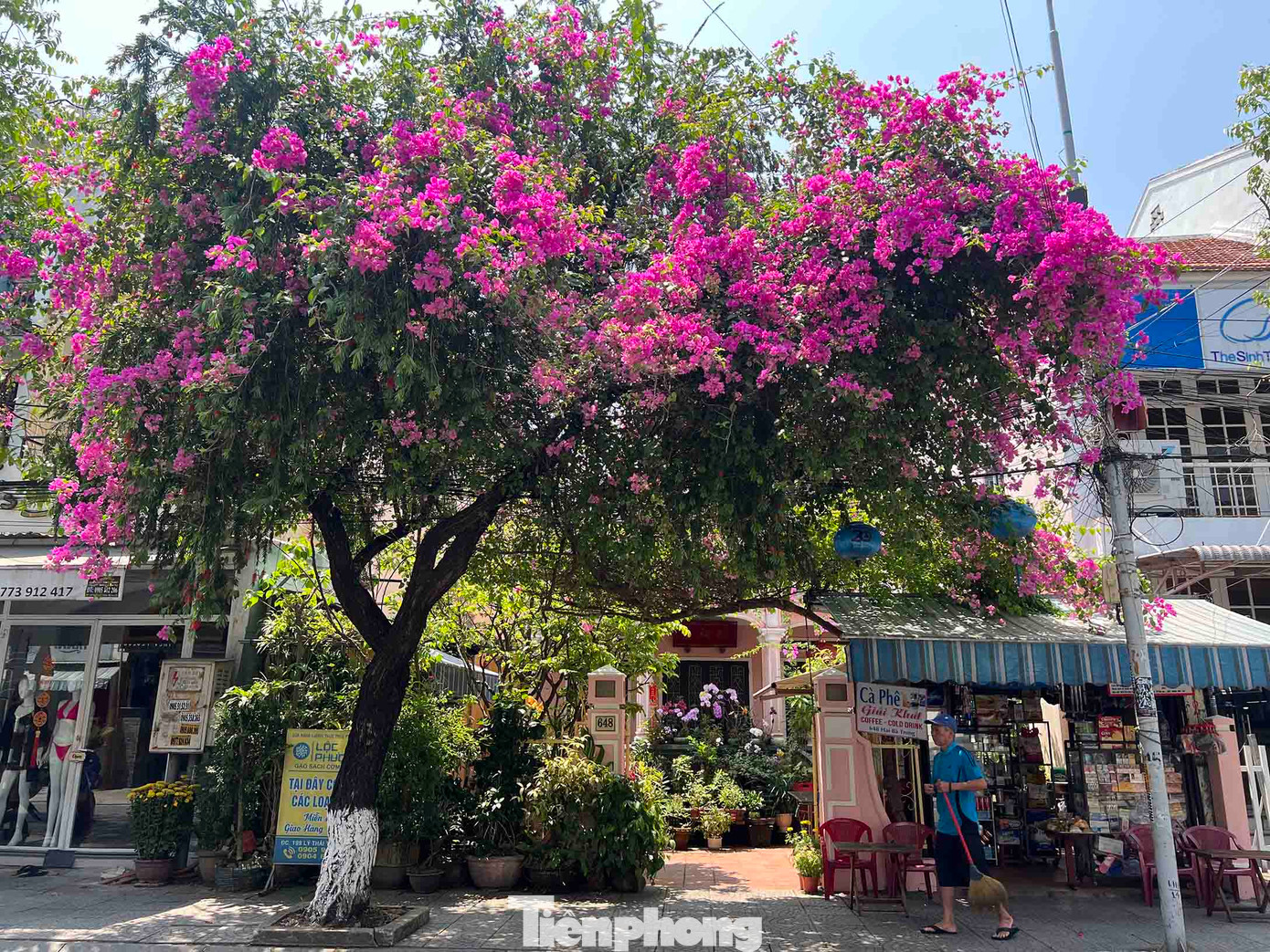 Một gốc hoa giấy đã già theo tháng năm nhưng những chùm hoa vẫn tươi non ngập nắng