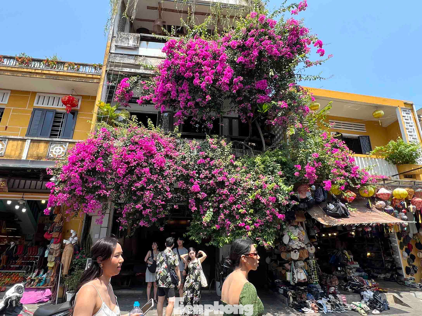 Mùa này, hoa giấy bắt đầu phủ ngập trên các mái ngói cổ Hội An, kết hợp với màu nắng đầu hè càng thêm rực rỡ.