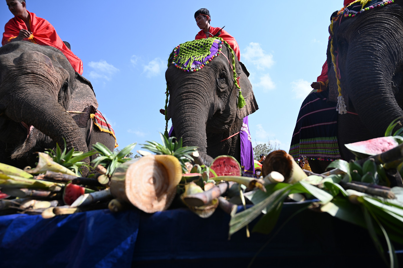 Các chú voi thích thú thưởng thức đại tiệc với đầy đủ các loại trái cây yêu thích. (Ảnh: Huỳnh Như) Các chú voi thích thú thưởng thức đại tiệc với đầy đủ các loại trái cây yêu thích. (Ảnh: Huỳnh Như)