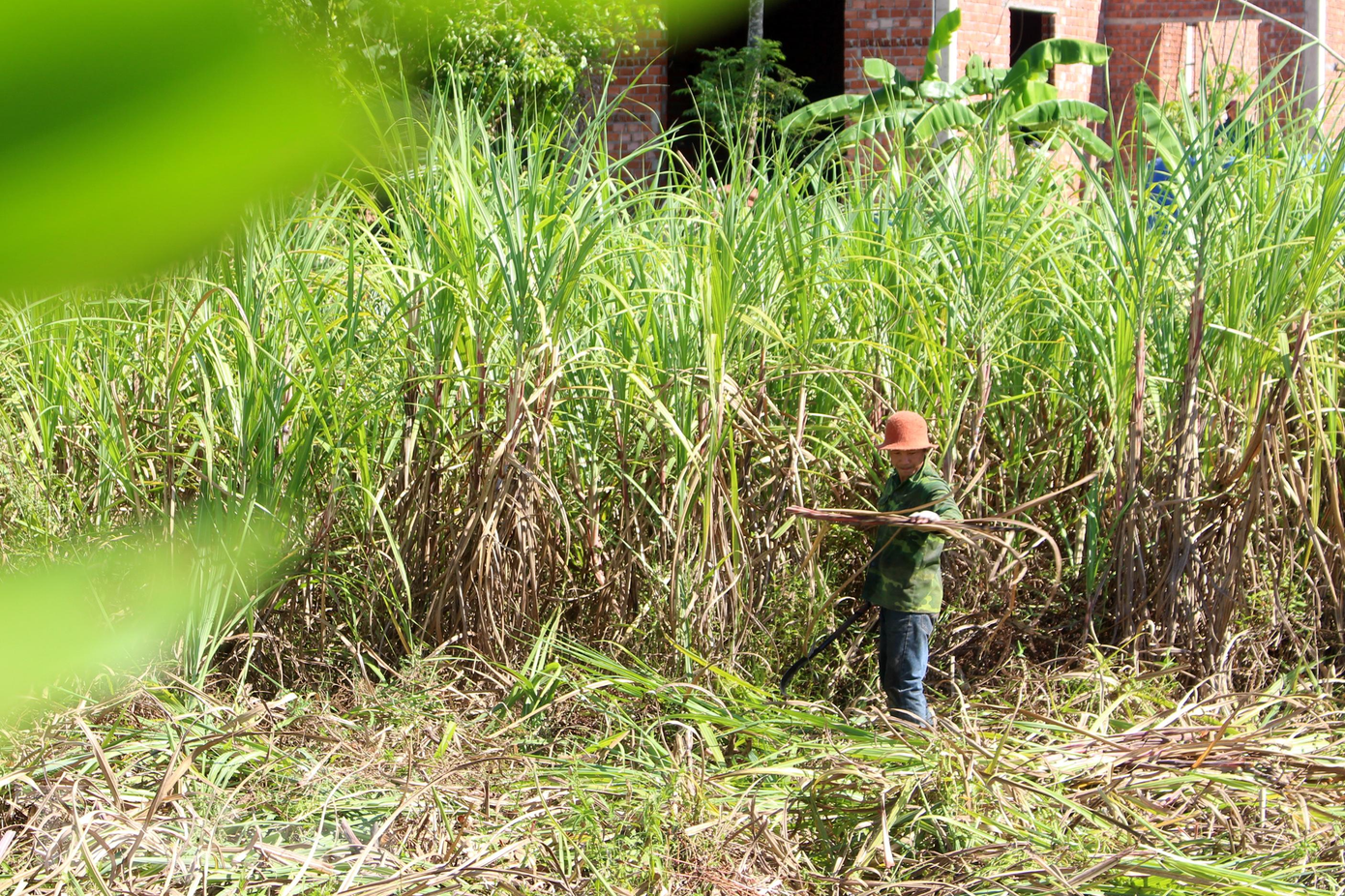 Gần trưa, gia đình anh Trương Văn Dũng (41 tuổi, thôn Nam Yên, xã Hòa Bắc) vẫn "đội nắng" để chặt mía lấy gọn. Khoảng 4 sào mía bị hư hỏng, thân thấp, nhỏ nên anh Dũng chỉ đành chặt lấy ngọn để làm giống cho mùa sau. Gần trưa, gia đình anh Trương Văn Dũng (41 tuổi, thôn Nam Yên, xã Hòa Bắc) vẫn "đội nắng" để chặt mía lấy gọn. Khoảng 4 sào mía bị hư hỏng, thân thấp, nhỏ nên anh Dũng chỉ đành chặt lấy ngọn để làm giống cho mùa sau.