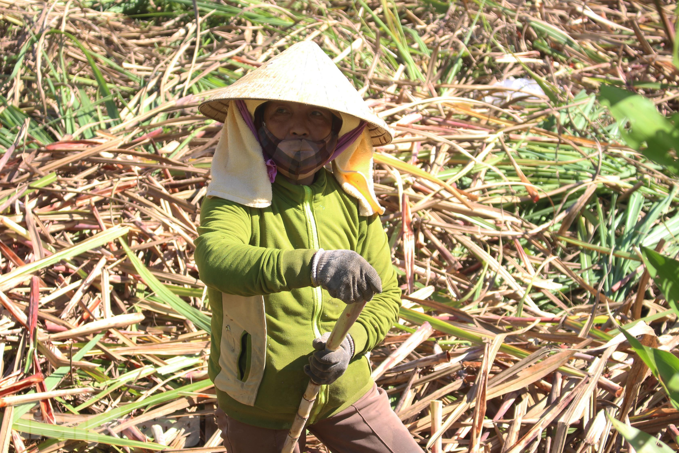 Mọi năm, nếu không có dịch COVID-19, anh Dũng chủ động ép mía và bỏ nước mía đóng chai cho các khu công nghiệp, bếp ăn, cửa hàng... ở Đà Nẵng. Mỗi ngày có thể tiêu thụ mấy trăm chai (mỗi chai 1,5l). "Nếu không có dịch, khách du lịch lên đây cũng rất đông, tui ép mía bán cho khách uống tại chỗ và mang về rất nhiều. Nhưng năm nay, khách không thấy đâu, mối bỏ mía chai cũng ít, mà sợ dịch cũng không dám đi. Nguồn thu đó coi như bỏ, chỉ có bán cho thương lái, mà thương lái cũng không mặn mà", anh Dũng chia sẻ. Mọi năm, nếu không có dịch COVID-19, anh Dũng chủ động ép mía và bỏ nước mía đóng chai cho các khu công nghiệp, bếp ăn, cửa hàng... ở Đà Nẵng. Mỗi ngày có thể tiêu thụ mấy trăm chai (mỗi chai 1,5l). "Nếu không có dịch, khách du lịch lên đây cũng rất đông, tui ép mía bán cho khách uống tại chỗ và mang về rất nhiều. Nhưng năm nay, khách không thấy đâu, mối bỏ mía chai cũng ít, mà sợ dịch cũng không dám đi. Nguồn thu đó coi như bỏ, chỉ có bán cho thương lái, mà thương lái cũng không mặn mà", anh Dũng chia sẻ.
