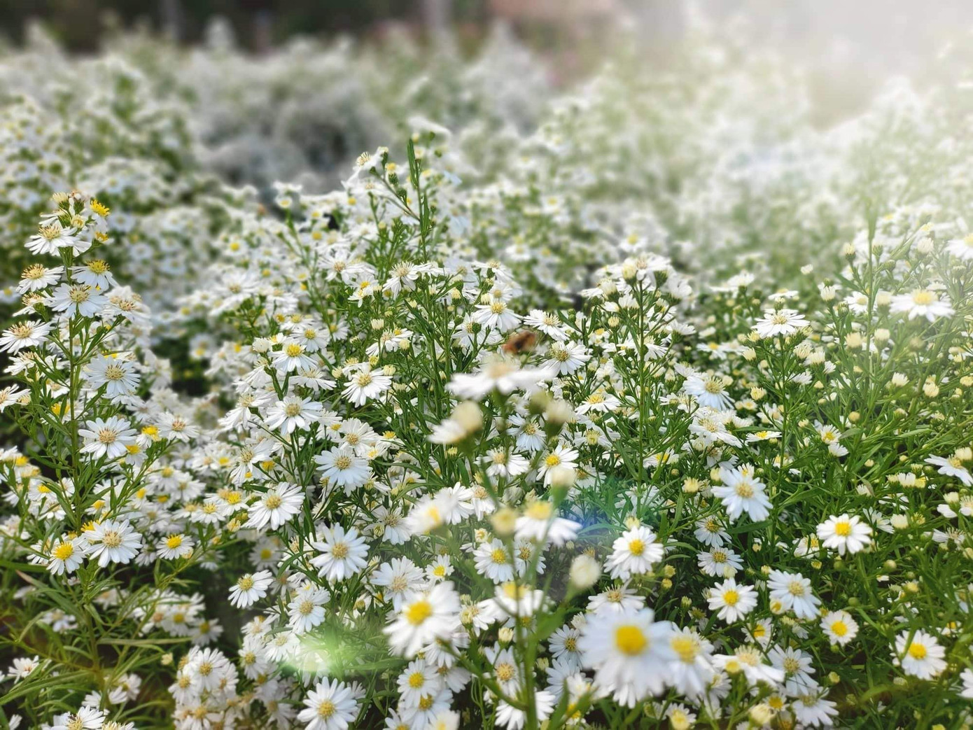 Cúc họa mi, một loài hoa đặc trưng của Hà Nội được trồng thành công ở Đà Nẵng - ảnh Tài Anh Hà