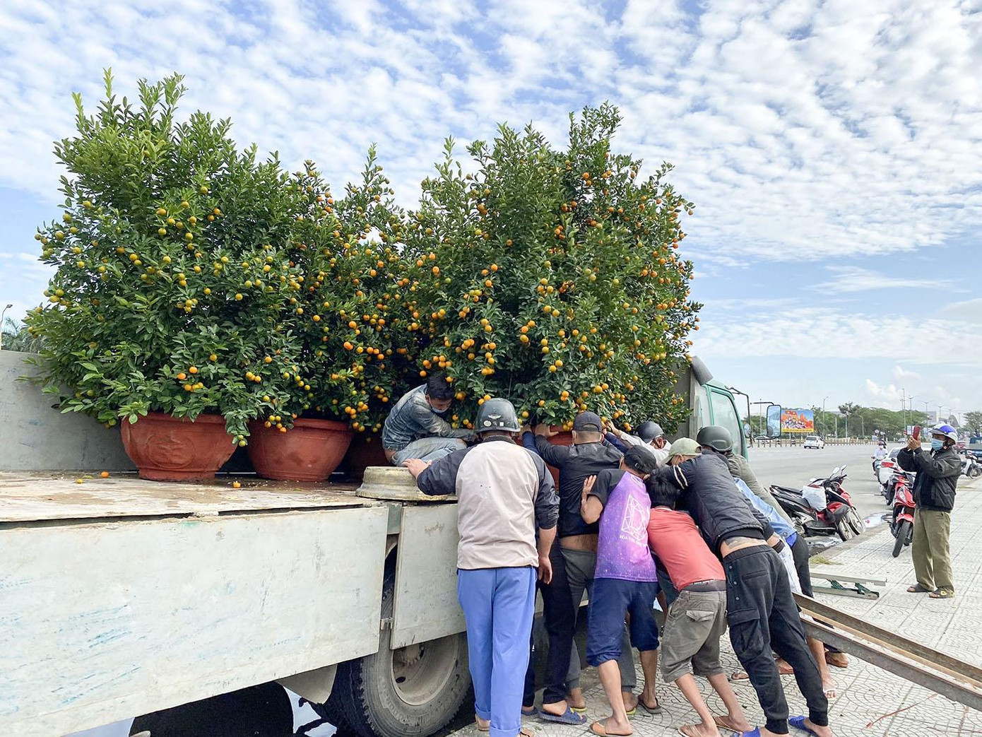 Ông Hà (trú ở xã Cẩm Hà, TP. Hội An, tỉnh Quảng Nam) cho biết, vườn có hơn 150 cây quất, chậu nhỏ có giá 300-400 đồng/chậu, chậu lớn từ 1-1,5 triệu đồng/chậu, dự kiến giá năm nay không tăng so với năm ngoái. Ông Hà (trú ở xã Cẩm Hà, TP. Hội An, tỉnh Quảng Nam) cho biết, vườn có hơn 150 cây quất, chậu nhỏ có giá 300-400 đồng/chậu, chậu lớn từ 1-1,5 triệu đồng/chậu, dự kiến giá năm nay không tăng so với năm ngoái.