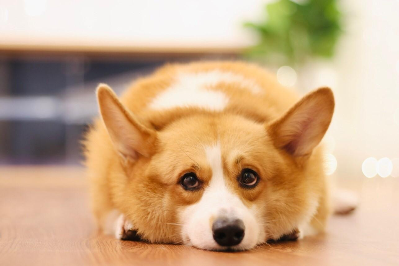 Những chú cún đáng yêu, thân thiện, hiếu khách bao nhiêu , công anh Gia huấn luyện, nuôi dưỡng chúng lại nhiều bấy nhiêu. Anh bảo, những ngày quán vắng khách thì các bé cún sẽ rất buồn, thậm chí bị stress. Các bé được anh xem như con, chăm sóc và dạy dỗ tỉ mỉ.