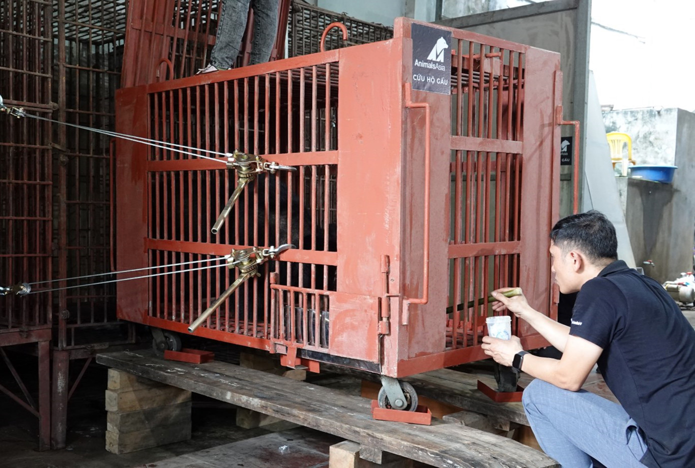 Cùng với cứu hộ 2 cá thể gấu và chuyển về “nhà gấu” tại VQG Bạch Mã, Tổ chức Động vật Châu Á và Trung tâm Cứu hộ Gấu Việt Nam I đặt tại VQG Tam Đảo (tỉnh Vĩnh Phúc) từng cứu hộ, chăm sóc cho gần 270 cá thể gấu ngựa và gấu chó tại Việt Nam. Cùng với cứu hộ 2 cá thể gấu và chuyển về “nhà gấu” tại VQG Bạch Mã, Tổ chức Động vật Châu Á và Trung tâm Cứu hộ Gấu Việt Nam I đặt tại VQG Tam Đảo (tỉnh Vĩnh Phúc) từng cứu hộ, chăm sóc cho gần 270 cá thể gấu ngựa và gấu chó tại Việt Nam.