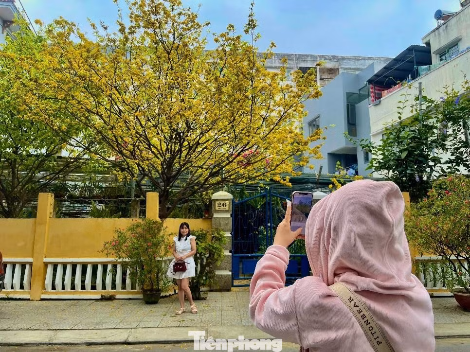Từ 9 đến 11 giờ sáng và 14-15 giờ chiều là thời điểm checkin đông đúc nhất ở khu vực cây mai “hot” nhất Đà Nẵng năm nay. Ảnh: Lệ Thủy