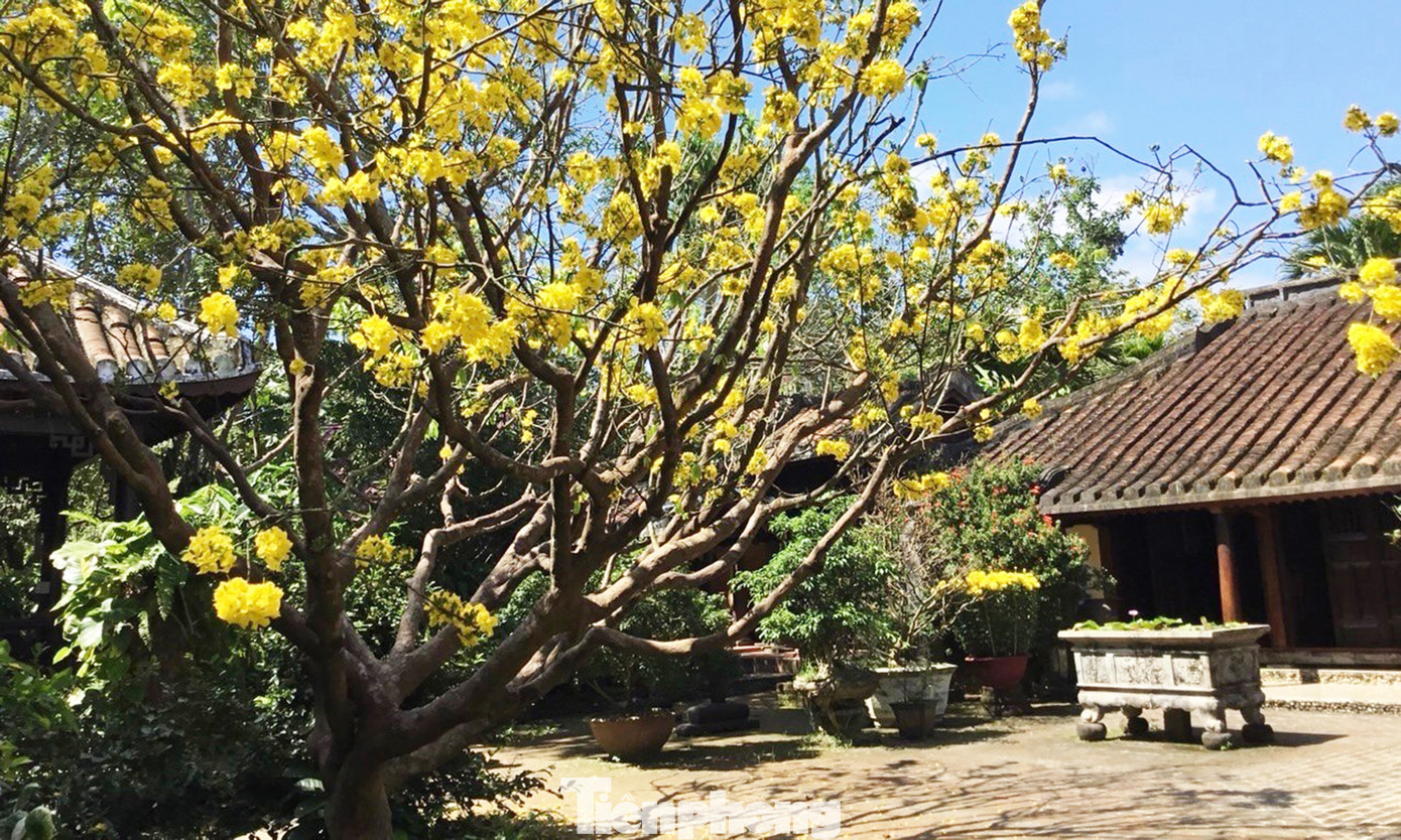 Phía trước gian chính nhà cổ, người đời trước đã trồng một gốc mai lớn. Theo ông Minh, cây mai đã hơn 120 năm tuổi, được xem như một người bạn gắn bó mật thiết với ngôi nhà cổ và giúp tôn thêm vẻ đẹp cổ kính nơi đây.