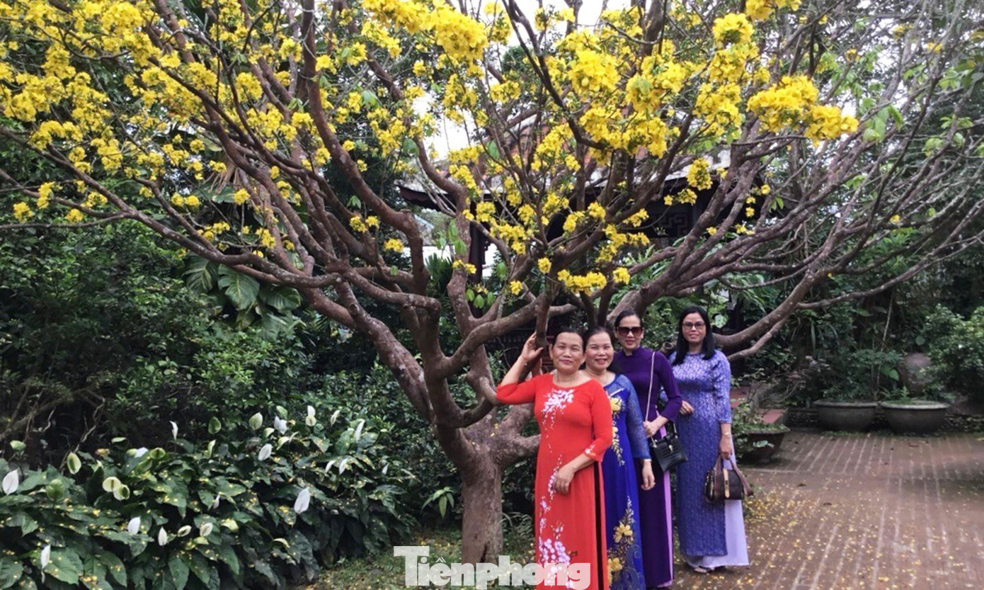 Mỗi năm Tết đến, “cụ” mai sẽ cho ra những bông hoa vàng ươm trước nhà tạo ra quang cảnh đồng quê xa xưa, man mác sự ấm cúng, bình yên trong mỗi người khi ghé thăm.