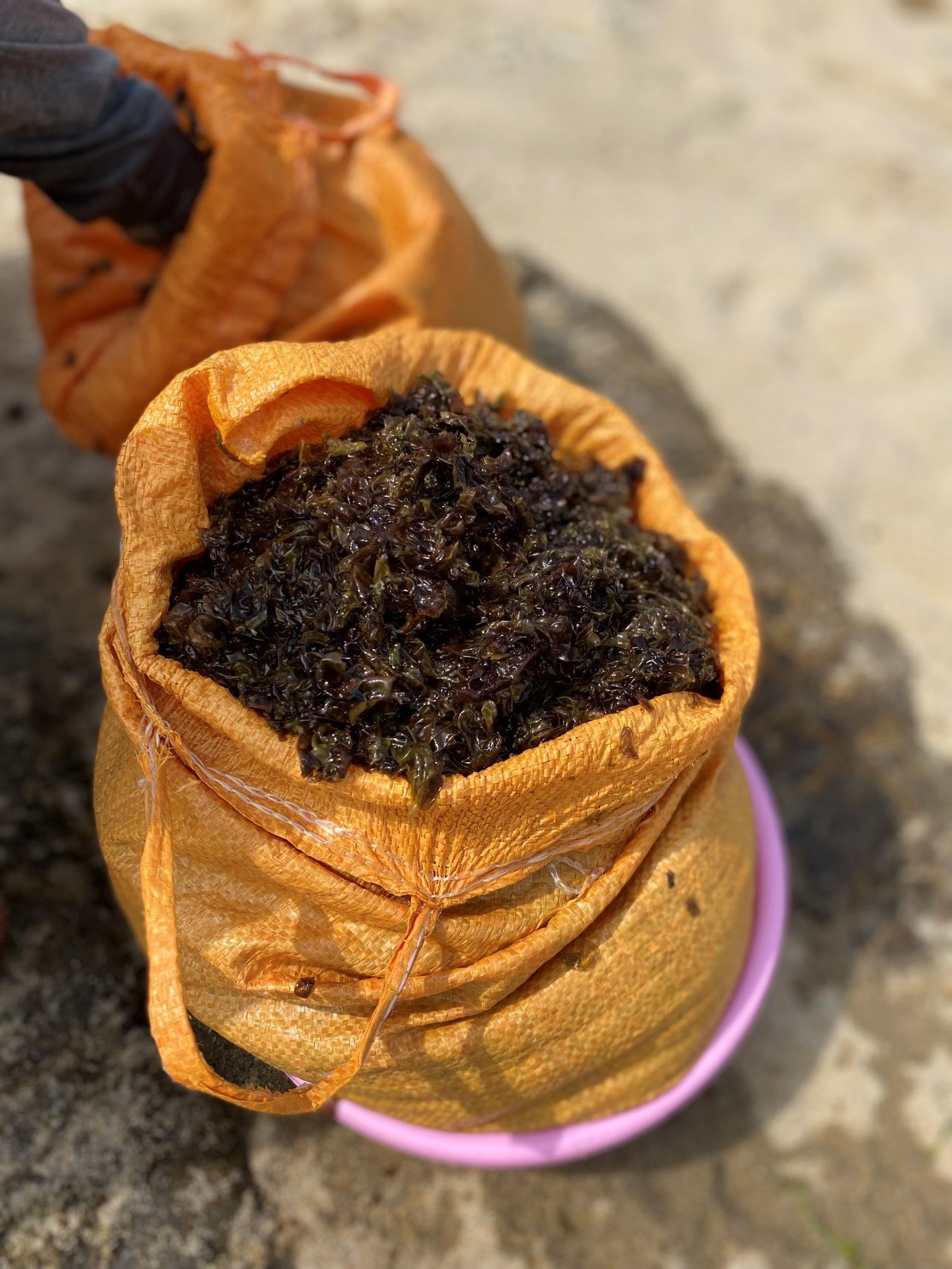 Để giữ được hương vị tươi ngon cho khách hàng, mứt rong sau khi hái về được rửa sạch ngay tại bờ biển. Ảnh: Phượng Nhung