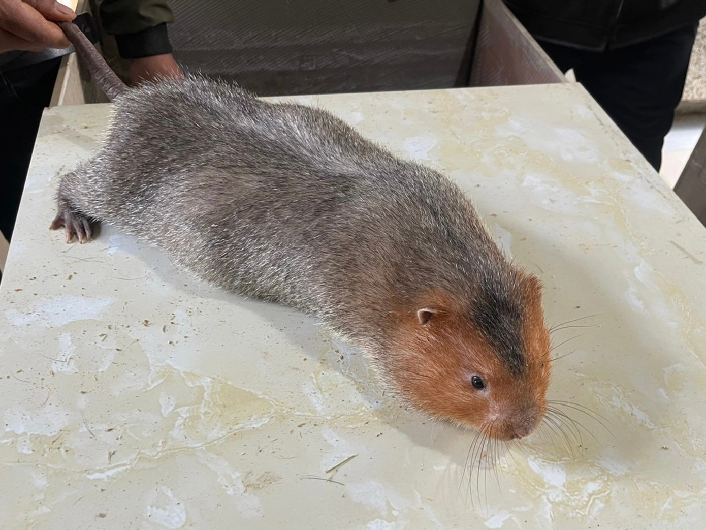 Việc chăn nuôi dúi phải đảm bảo được nguồn gốc hợp pháp theo quy định của pháp luật vì đây là loài động vật hoang dã. Trong quá trình nuôi phải đảm bảo các điều kiện an toàn cho người và vật nuôi, phòng ngừa dịch bệnh. (Ảnh: Nguyễn Nhung)