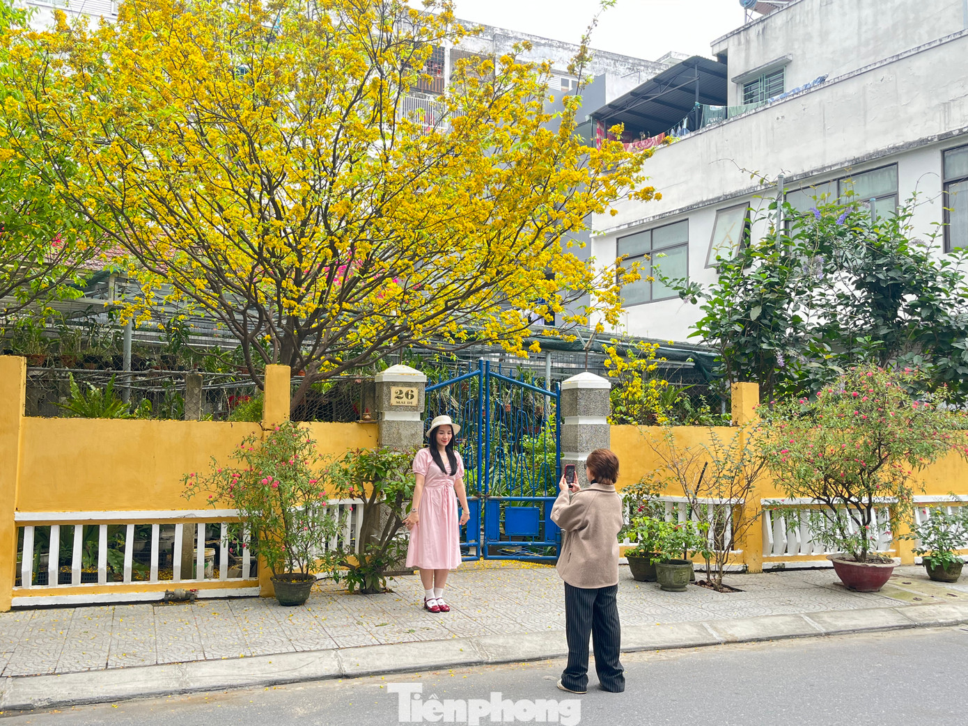 Từ 9 đến 11 giờ sáng và 14-15 giờ chiều là thời điểm checkin đông đúc nhất ở khu vực cây mai “hot” nhất Đà Nẵng năm nay. Ảnh: Lệ Thủy Từ 9 đến 11 giờ sáng và 14-15 giờ chiều là thời điểm checkin đông đúc nhất ở khu vực cây mai “hot” nhất Đà Nẵng năm nay. Ảnh: Lệ Thủy