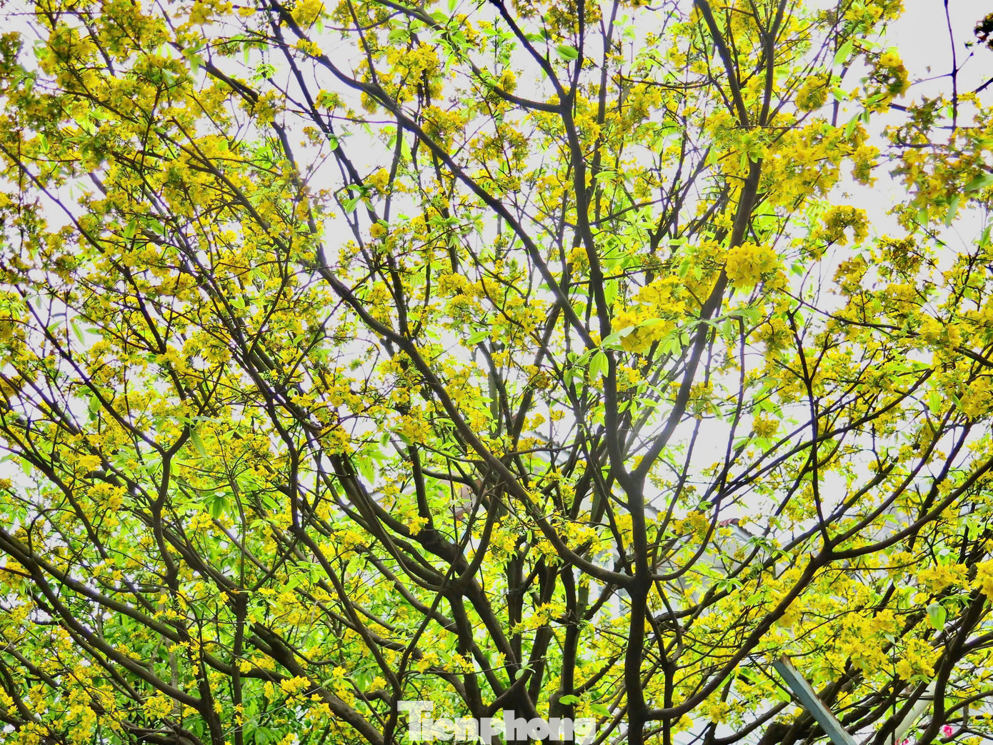 Hoa nở rộ, trĩu trịt trên cành, vươn mình chạm vào mái hiên, tạo nên khung cảnh nên thơ, thu hút mọi ánh mắt người qua. Ảnh Ngọc Thắm Hoa nở rộ, trĩu trịt trên cành, vươn mình chạm vào mái hiên, tạo nên khung cảnh nên thơ, thu hút mọi ánh mắt người qua. Ảnh Ngọc Thắm