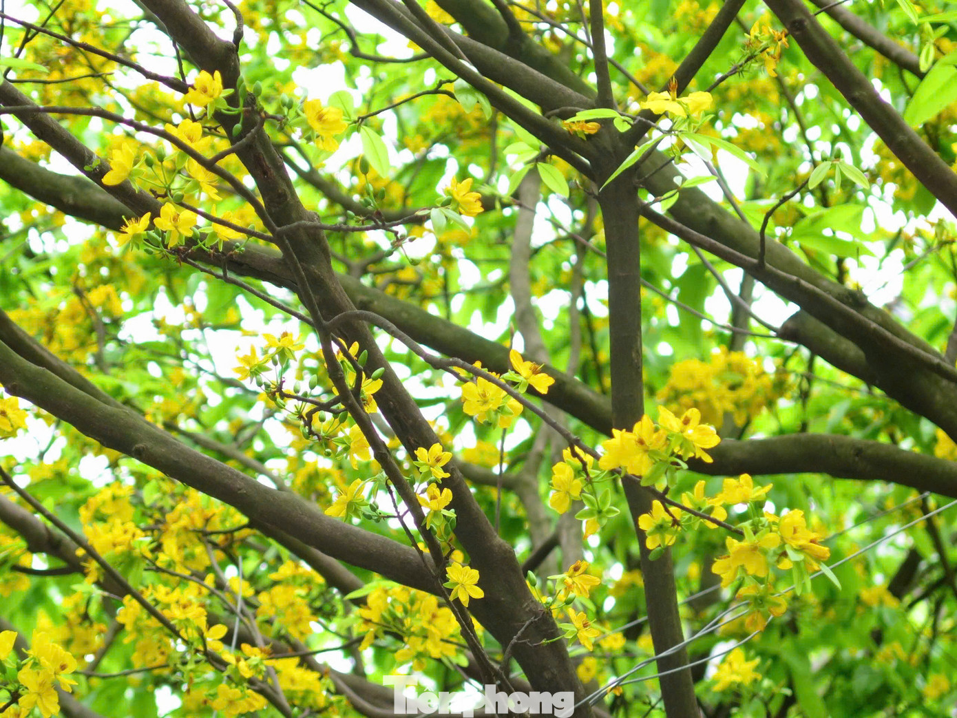 Để có được những tán cây dài, khỏe, hoa xum xuê, ông Thông đã kỳ công chăm sóc tỉ mẩn hằng ngày. Ảnh: Ngọc Thắm Để có được những tán cây dài, khỏe, hoa xum xuê, ông Thông đã kỳ công chăm sóc tỉ mẩn hằng ngày. Ảnh: Ngọc Thắm