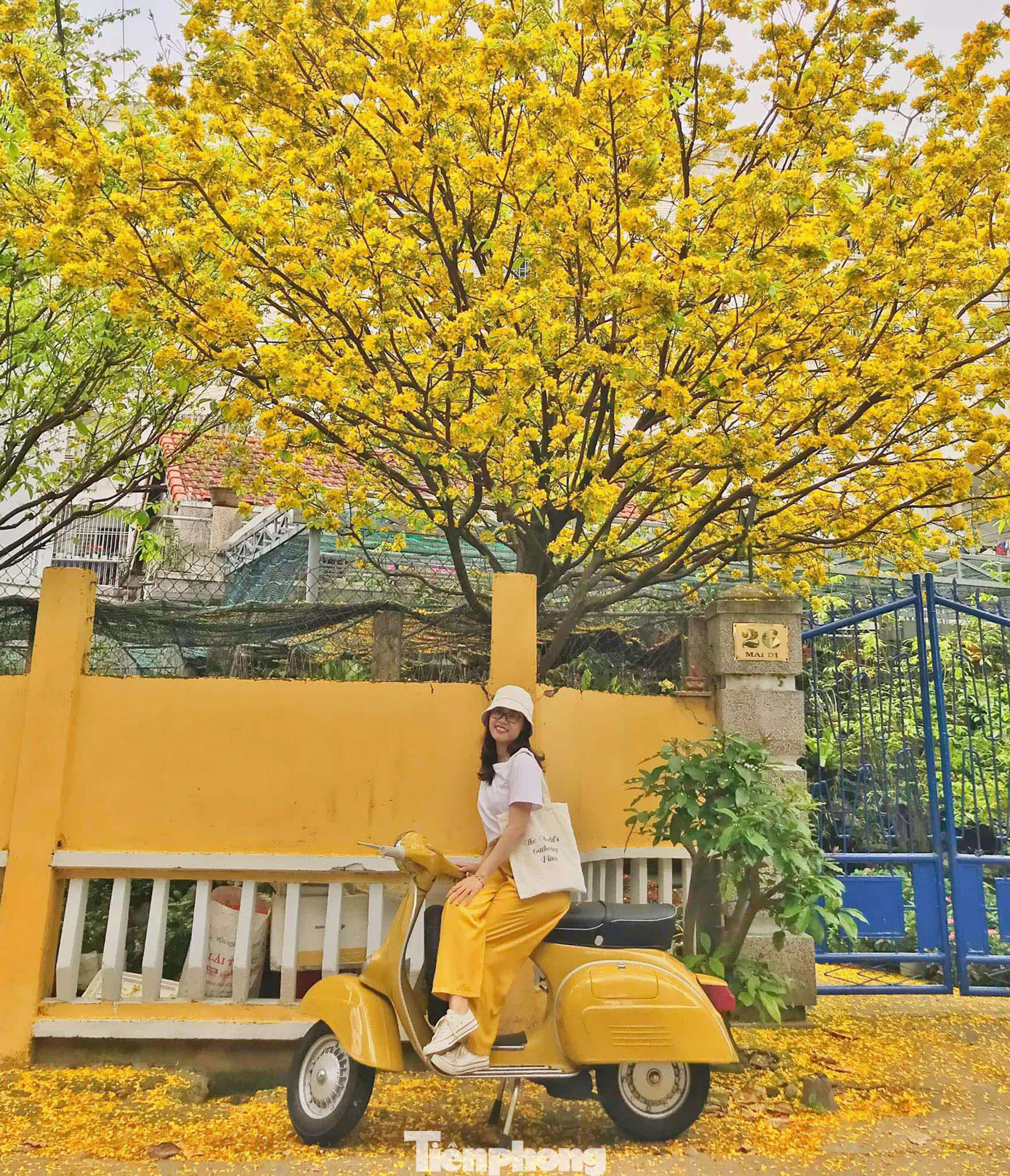 Nhiều người đã từng checkin với cây mai vào dịp Tết năm ngoái, nay quay lại vào mùa hoa nở để lưu giữ kỉ niệm. Ảnh: NVCC. Nhiều người đã từng checkin với cây mai vào dịp Tết năm ngoái, nay quay lại vào mùa hoa nở để lưu giữ kỉ niệm. Ảnh: NVCC.