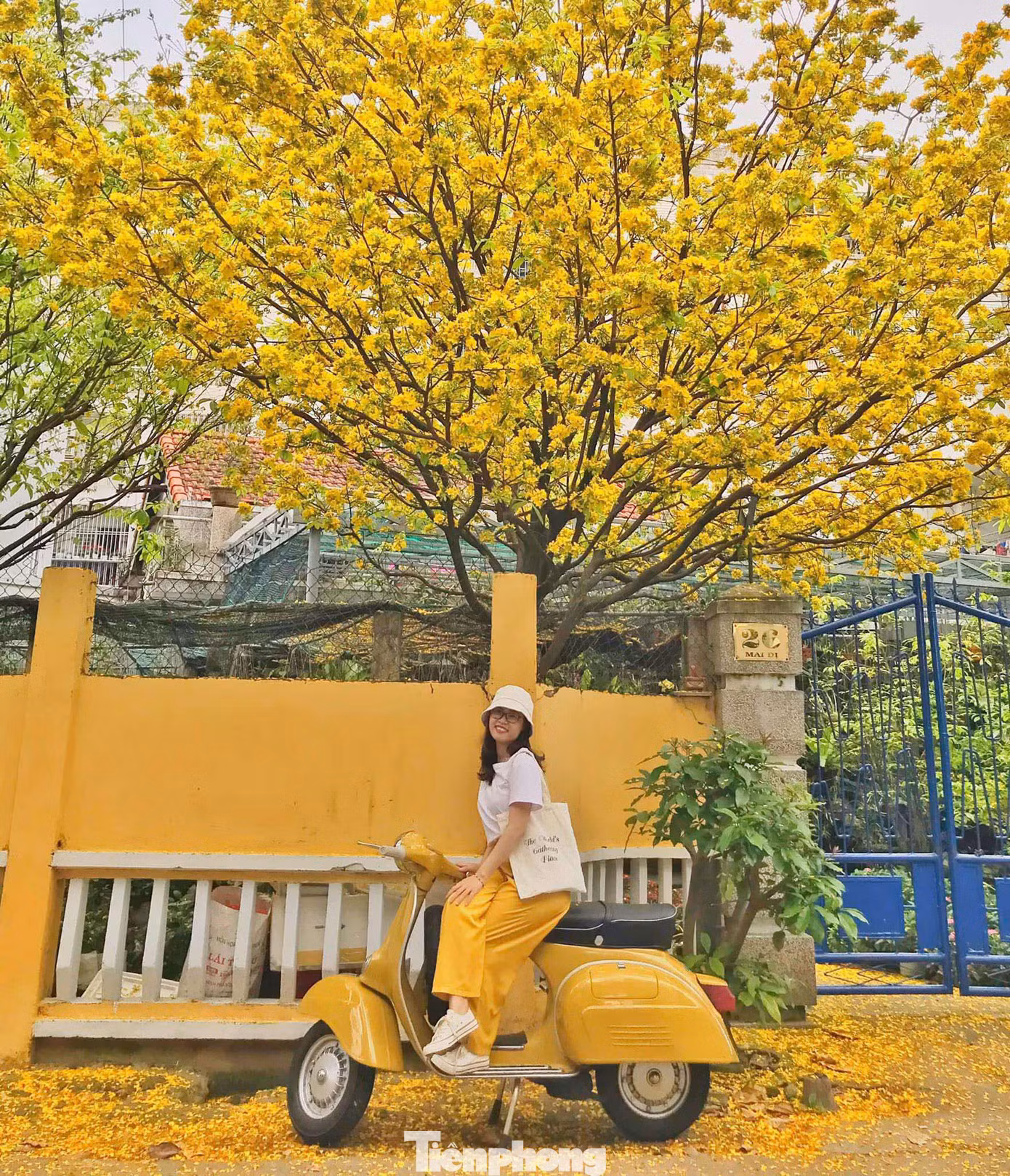 Nhiều người đã từng checkin với cây mai vào dịp Tết năm ngoái, nay quay lại vào mùa hoa nở để lưu giữ kỉ niệm. Ảnh: NVCC.