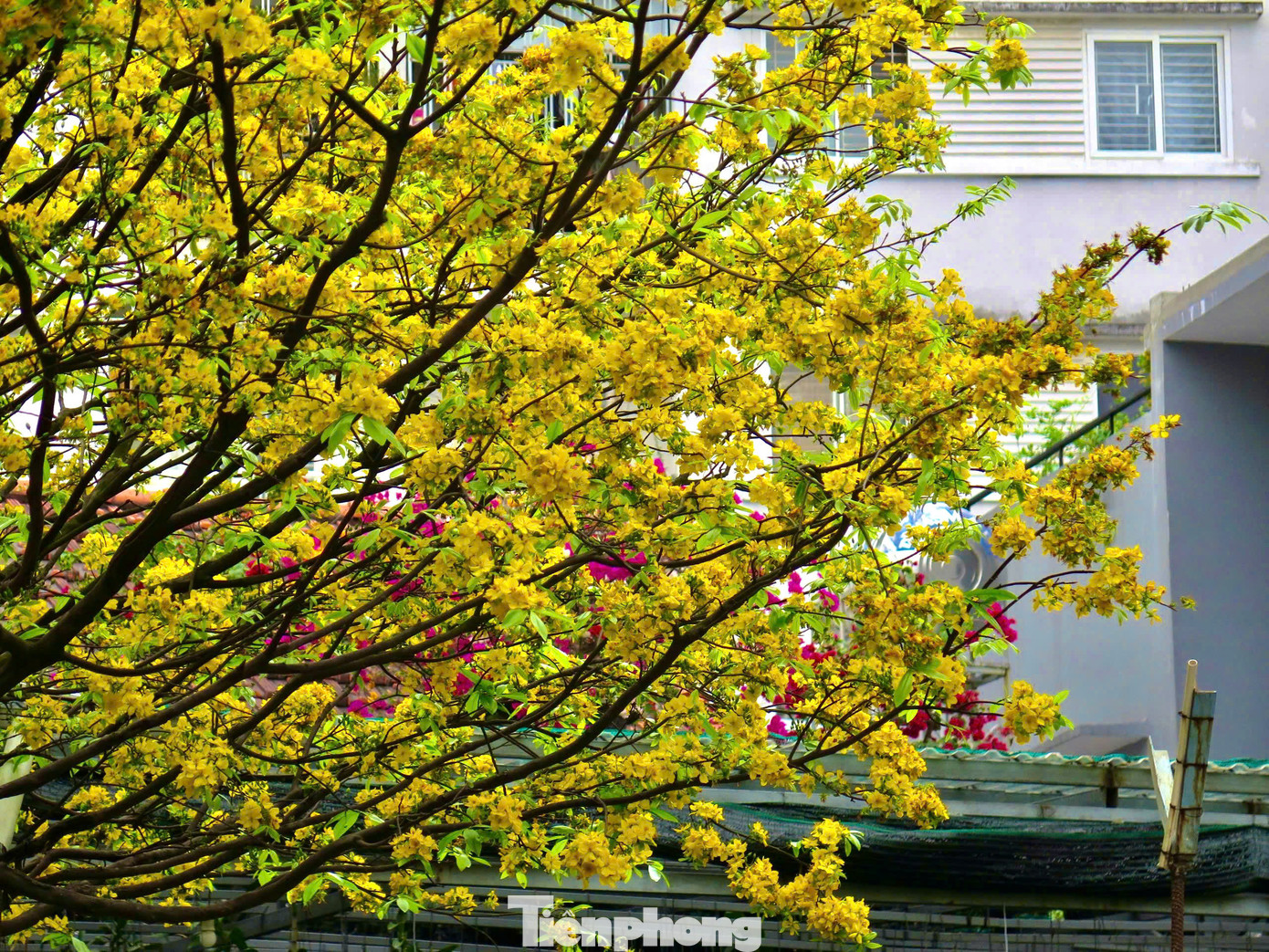 Để có được những tán cây dài, khỏe, hoa xum xuê, ông Thông đã kỳ công chăm sóc tỉ mẩn hằng ngày. Ảnh: Ngọc Thắm Để có được những tán cây dài, khỏe, hoa xum xuê, ông Thông đã kỳ công chăm sóc tỉ mẩn hằng ngày. Ảnh: Ngọc Thắm