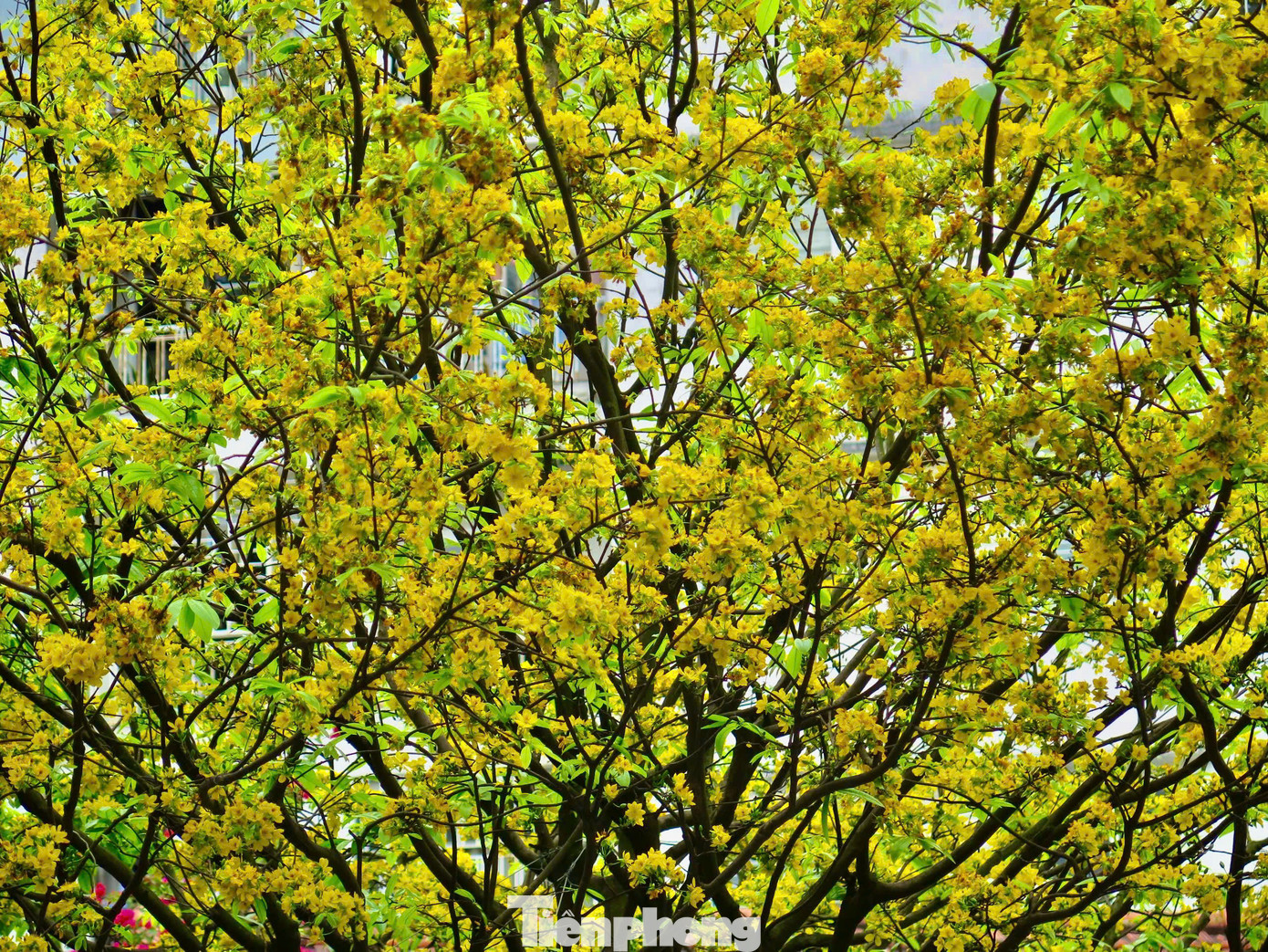 Để có được những tán cây dài, khỏe, hoa xum xuê, ông Thông đã kỳ công chăm sóc tỉ mẩn hằng ngày. Ảnh: Ngọc Thắm Để có được những tán cây dài, khỏe, hoa xum xuê, ông Thông đã kỳ công chăm sóc tỉ mẩn hằng ngày. Ảnh: Ngọc Thắm