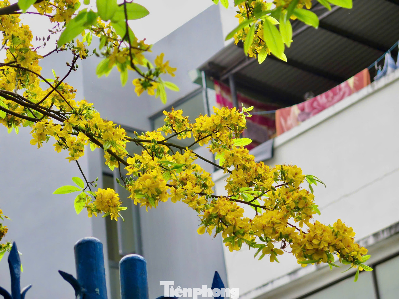 Hoa nở rộ, trĩu trịt trên cành, vươn mình chạm vào mái hiên, tạo nên khung cảnh nên thơ, thu hút mọi ánh mắt người qua. Ảnh Ngọc Thắm Hoa nở rộ, trĩu trịt trên cành, vươn mình chạm vào mái hiên, tạo nên khung cảnh nên thơ, thu hút mọi ánh mắt người qua. Ảnh Ngọc Thắm