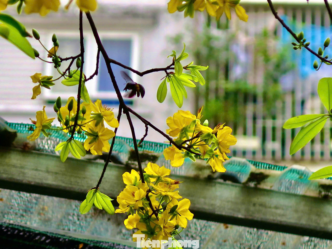 Hoa nở rộ, trĩu trịt trên cành, vươn mình chạm vào mái hiên, tạo nên khung cảnh nên thơ, thu hút mọi ánh mắt người qua. Ảnh Ngọc Thắm Hoa nở rộ, trĩu trịt trên cành, vươn mình chạm vào mái hiên, tạo nên khung cảnh nên thơ, thu hút mọi ánh mắt người qua. Ảnh Ngọc Thắm