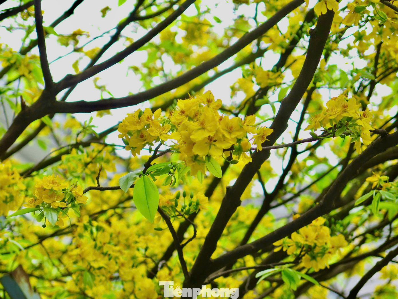 Để có được những tán cây dài, khỏe, hoa xum xuê, ông Thông đã kỳ công chăm sóc tỉ mẩn hằng ngày. Ảnh: Ngọc Thắm Để có được những tán cây dài, khỏe, hoa xum xuê, ông Thông đã kỳ công chăm sóc tỉ mẩn hằng ngày. Ảnh: Ngọc Thắm