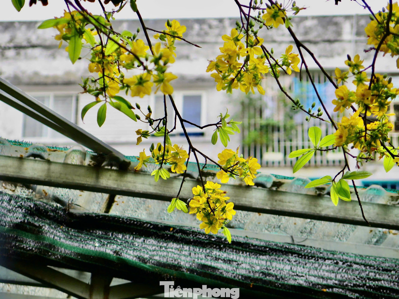 Hoa nở rộ, trĩu trịt trên cành, vươn mình chạm vào mái hiên, tạo nên khung cảnh nên thơ, thu hút mọi ánh mắt người qua. Ảnh Ngọc Thắm Hoa nở rộ, trĩu trịt trên cành, vươn mình chạm vào mái hiên, tạo nên khung cảnh nên thơ, thu hút mọi ánh mắt người qua. Ảnh Ngọc Thắm