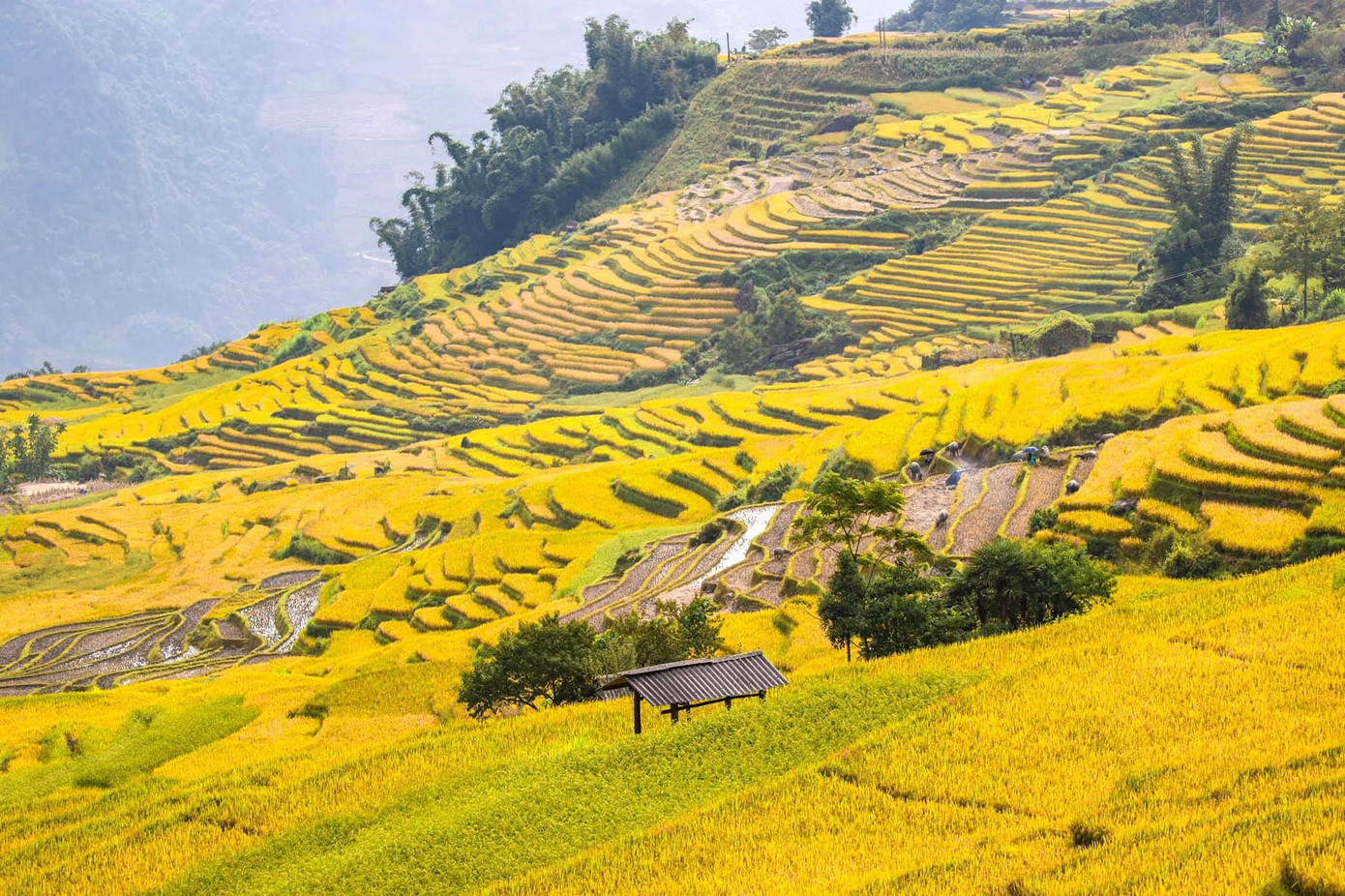 Một trong những ấn tượng với anh là chuyến đi Y Tý (Lào Cai) lần đầu vào tháng 9/2020. Bị bạn bè “hủy kèo” phút cuối nên anh trở thành “kẻ độc hành”. Rồi mọi sự lo lắng tan biến khi anh nhìn thấy vẻ đẹp của mùa lúa chín vàng ươm trải dài trên những thửa ruộng bậc thang nơi đây.