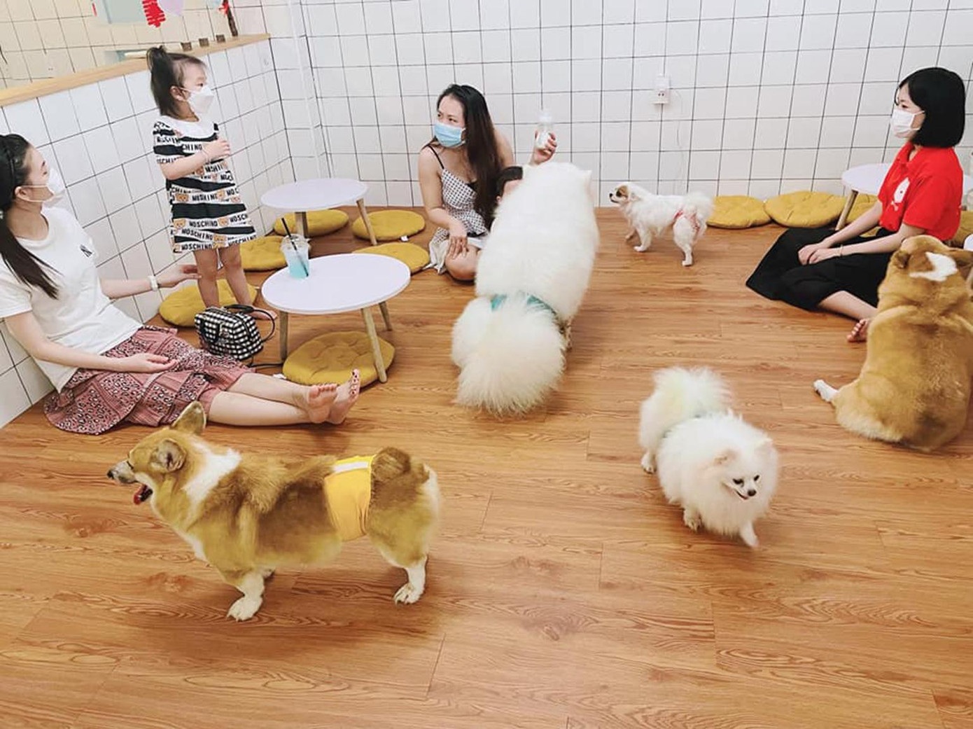 Khách hàng vừa thưởng thức cà phê, vừa được chơi đùa cùng những chú cún với vô số chủng loại khác nhau.