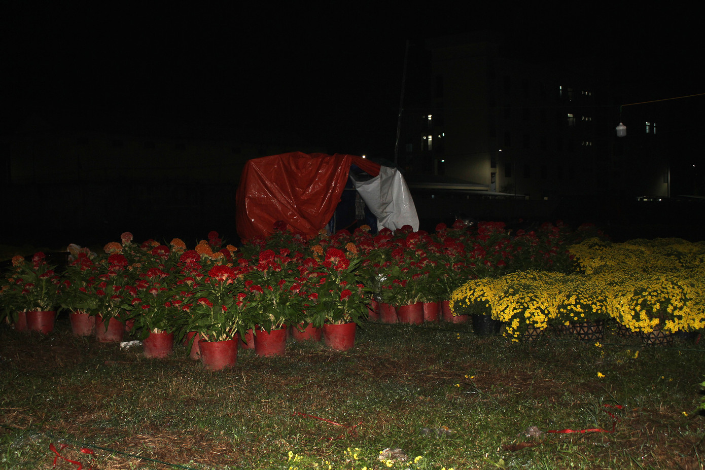 Với các tiểu thương bán hoa cảnh, quất cảnh trên đường Nguyễn Sinh Sắc (quận Liên Chiểu, TP. Đà Nẵng), những túp lều dựng tạm cũng là nhà. Các tiểu thương cho hay họ sẽ ăn, ngủ tại đây để canh hoa cho đến ngày 30 Tết. Ảnh: Hữu Tùng.