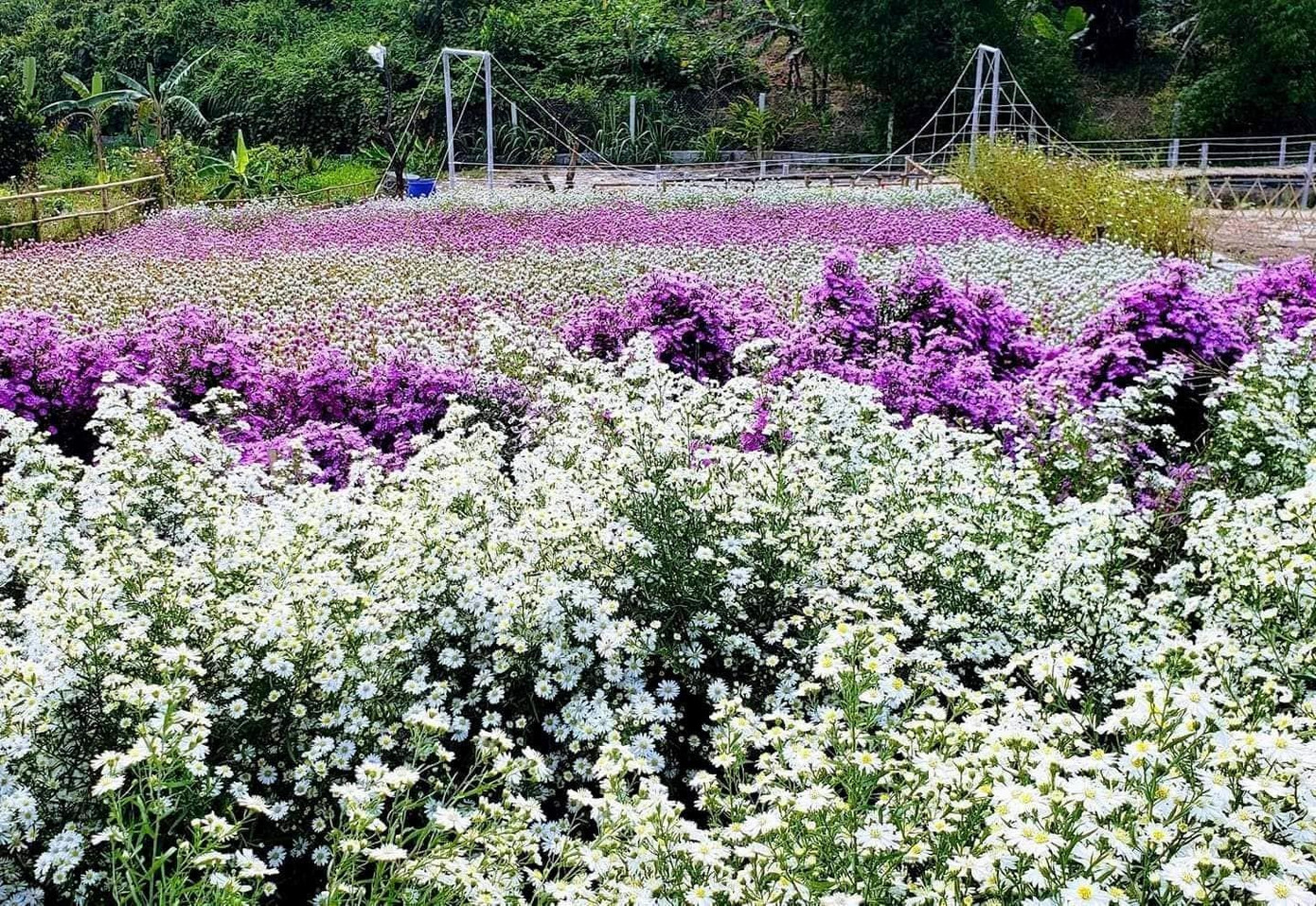 Tới đây, bạn sẽ được thả mình trong khung cảnh yên bình, lạc bước giữa hàng trăm đóa hoa cúc bách nhật, thạch thảo, cánh bướm, tam giác mạch, hướng dương,… Ảnh Kim Ngân