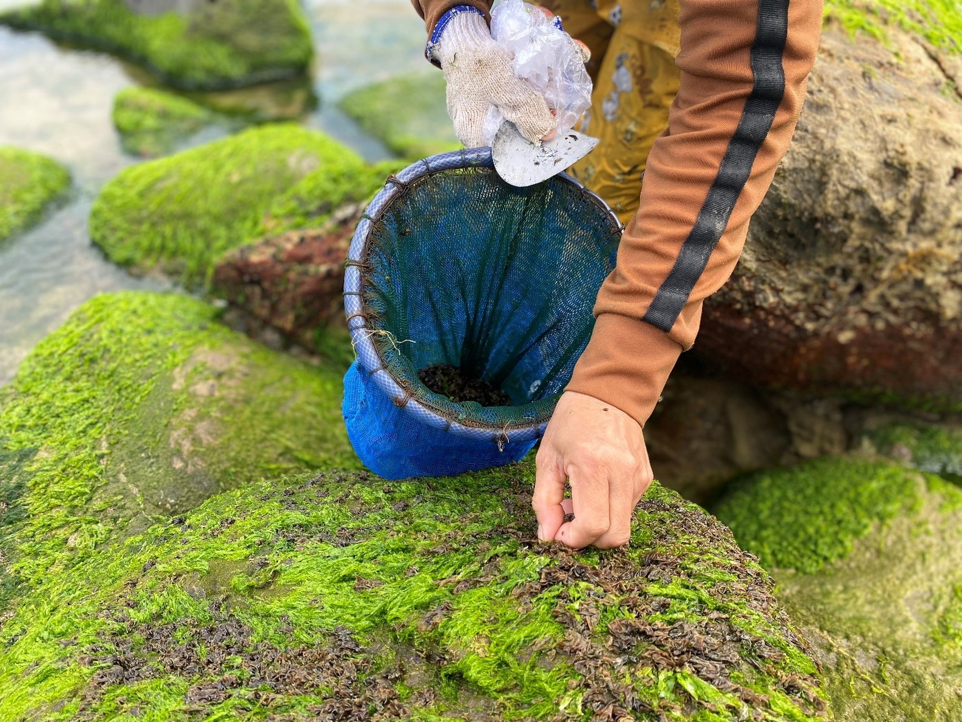 Bà Liên là công nhân nhà máy nhựa ở KCN Hòa Khánh. Thời gian này KCN thừa lao động, bà nghỉ ở nhà để tìm công việc mới nên đi làm mứt. Con trai bà đang bị bệnh, chồng bị thoát vị đĩa đệm không đi làm được nên bà trở thành lao động chính của gia đình. Nhờ có mứt rong bữa cơm gia đình bà cũng tiết kiệm một khoản tiền đi chợ. Ảnh: Phượng Nhung