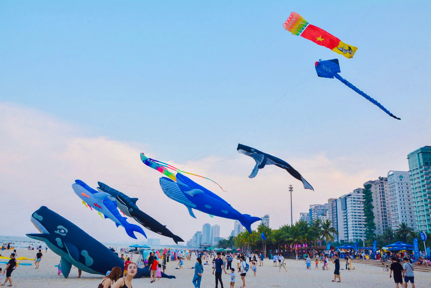 Những cánh diều được thiết kế công phu, trung bình mỗi cánh diều dài từ 5-16m, mô phỏng sinh động các loài sinh vật biển quen thuộc. Khoảng 20 cánh diều được thả bay, đạt tầm cao từ 60-100m so với mặt đất. Ảnh: Thanh Ái. Những cánh diều được thiết kế công phu, trung bình mỗi cánh diều dài từ 5-16m, mô phỏng sinh động các loài sinh vật biển quen thuộc. Khoảng 20 cánh diều được thả bay, đạt tầm cao từ 60-100m so với mặt đất. Ảnh: Thanh Ái.