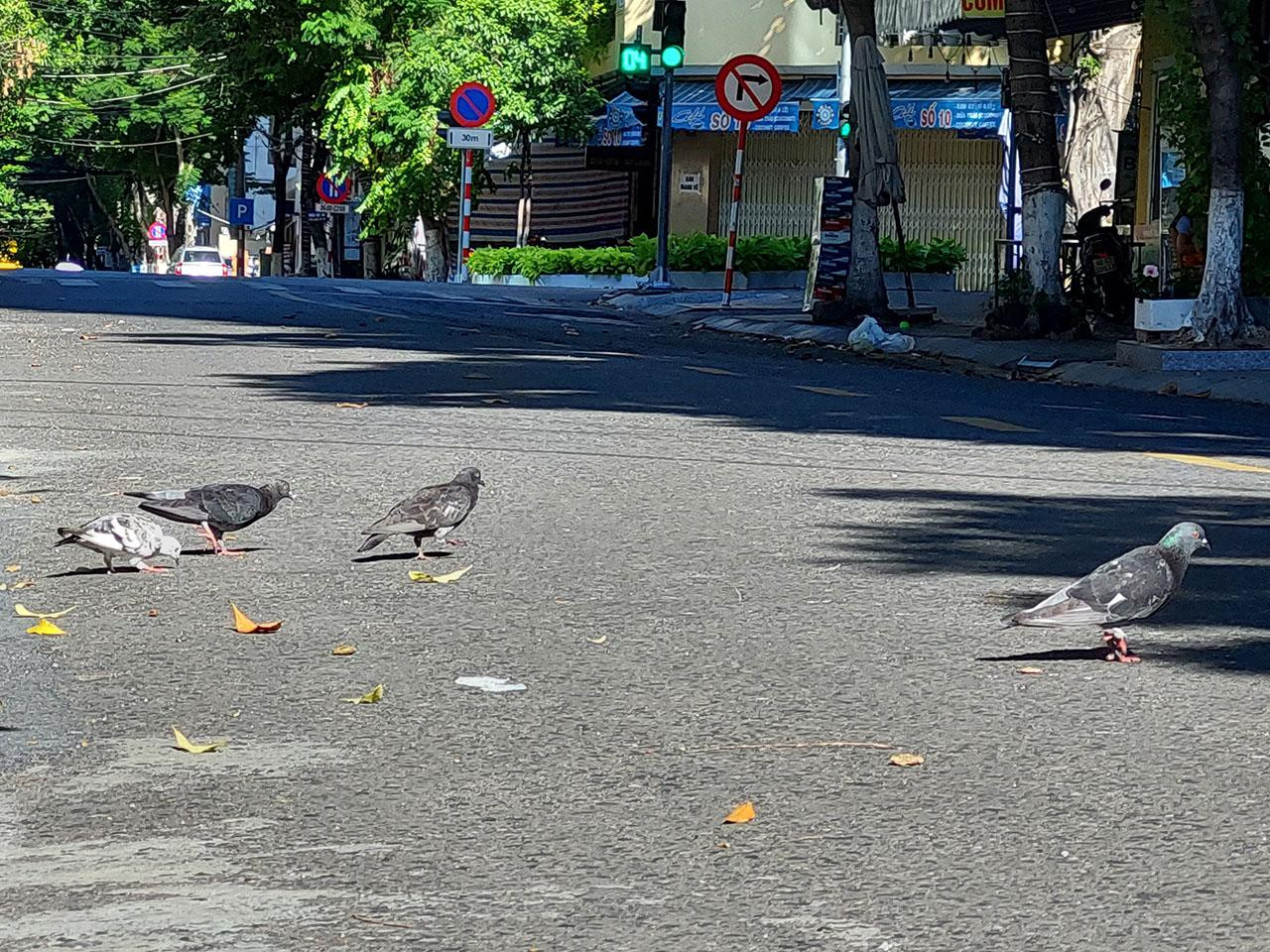 Con chim của phố ta, đừng buồn nữa nhé!. Ảnh: Tr.T