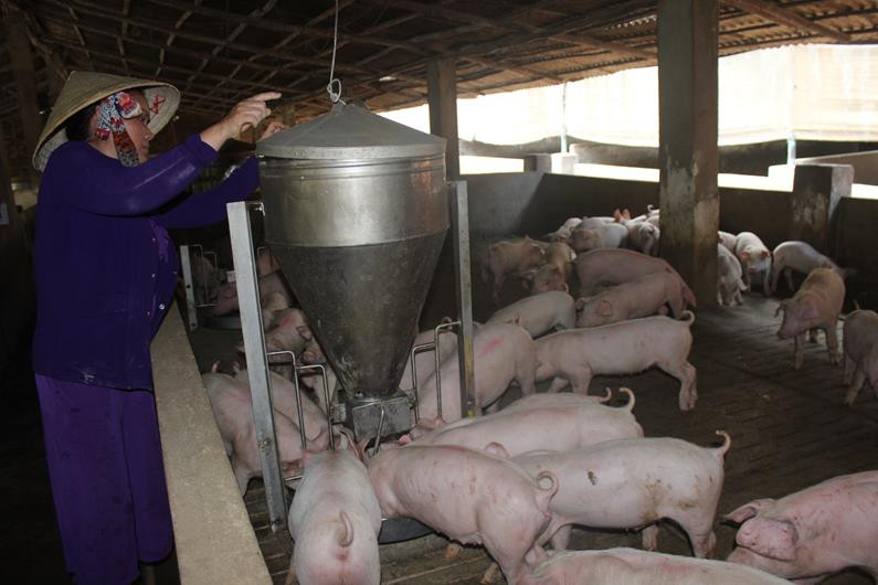 Trại nuôi heo công nghiệp quy mô lớn tại huyện Cẩm Mỹ, tỉnh Đồng Nai. Trại nuôi heo công nghiệp quy mô lớn tại huyện Cẩm Mỹ, tỉnh Đồng Nai.