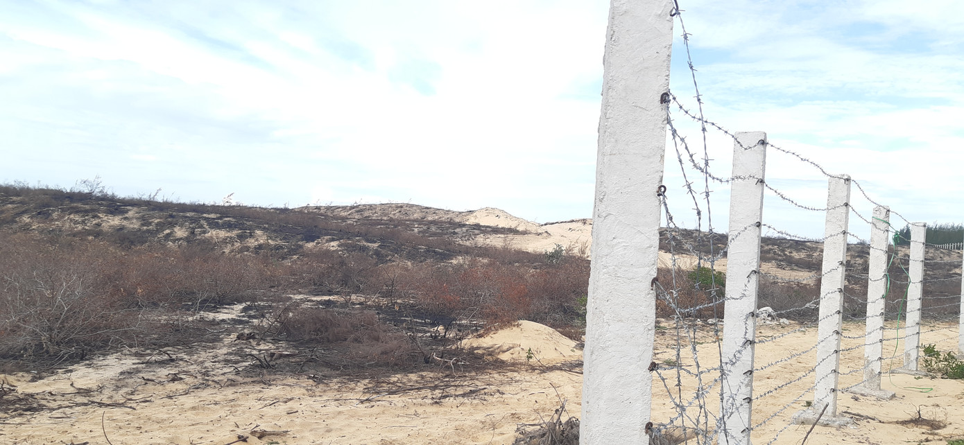 Lá chắn thiên tai hơn 140 ha ở Bình Định bị 'thủ tiêu' trơ gốc ảnh 3