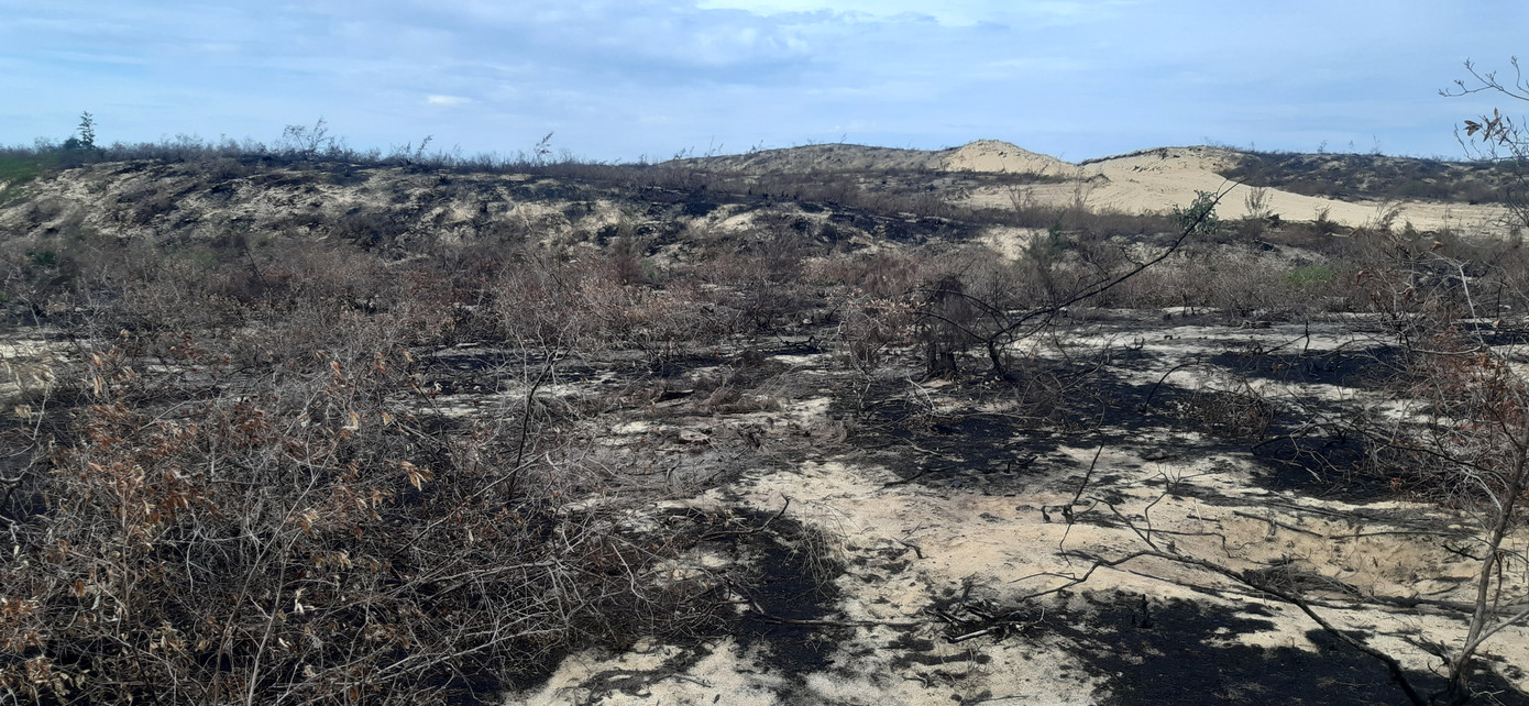 Lá chắn thiên tai hơn 140 ha ở Bình Định bị 'thủ tiêu' trơ gốc ảnh 2