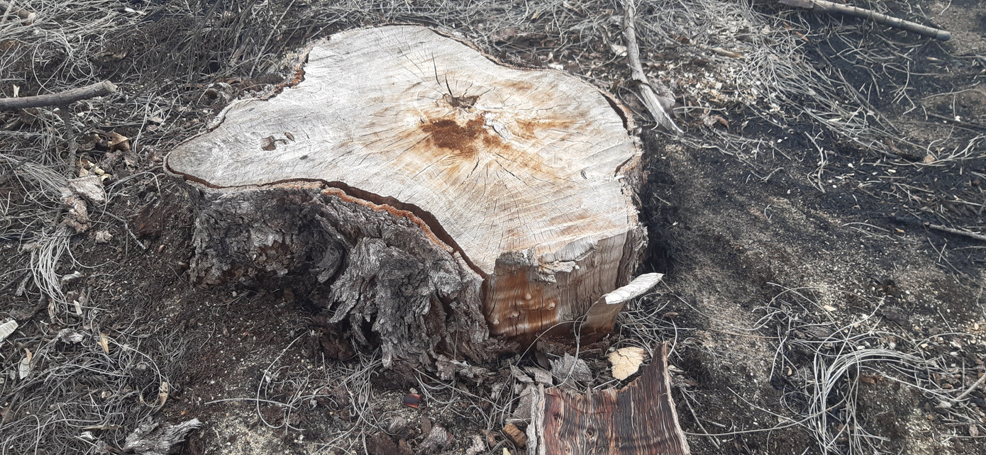 Lá chắn thiên tai hơn 140 ha ở Bình Định bị 'thủ tiêu' trơ gốc ảnh 1