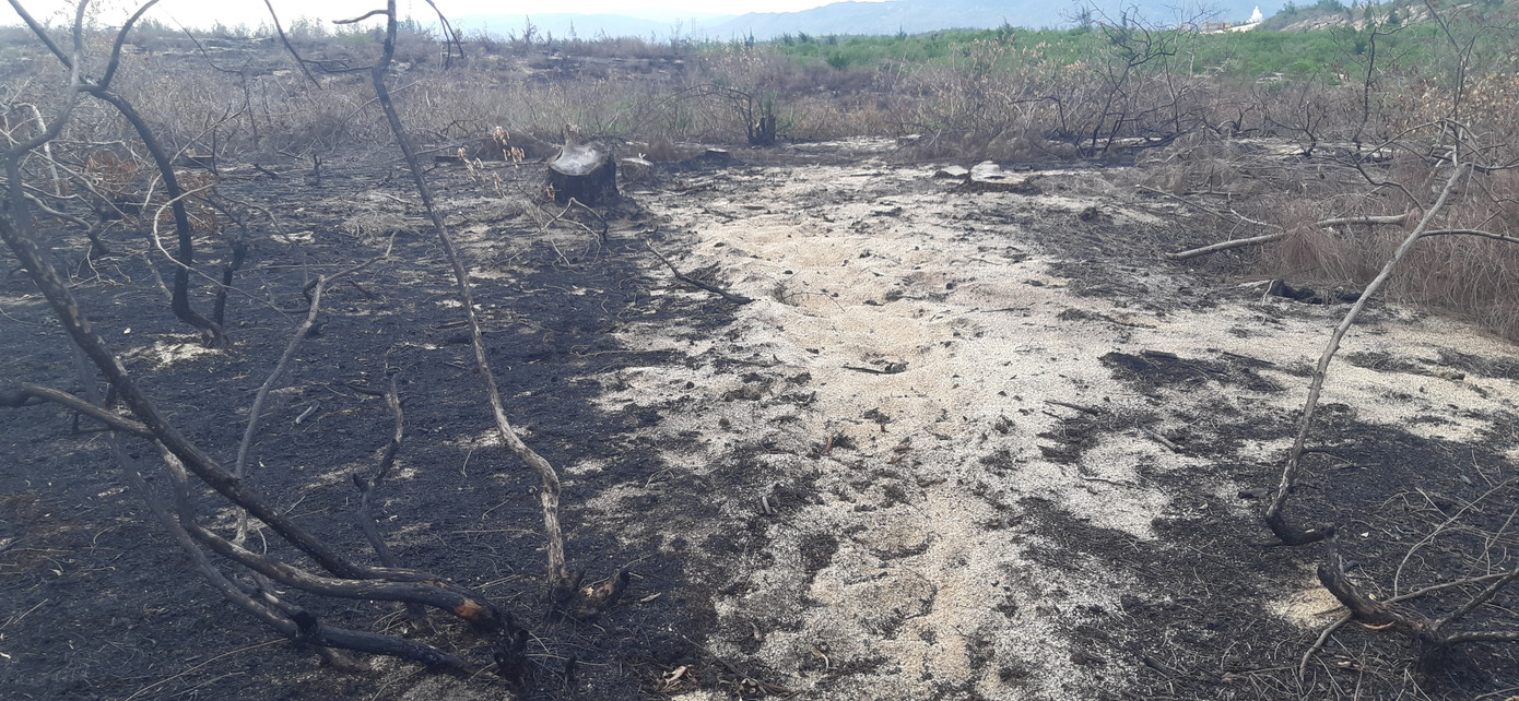 Lá chắn thiên tai hơn 140 ha ở Bình Định bị 'thủ tiêu' trơ gốc ảnh 5