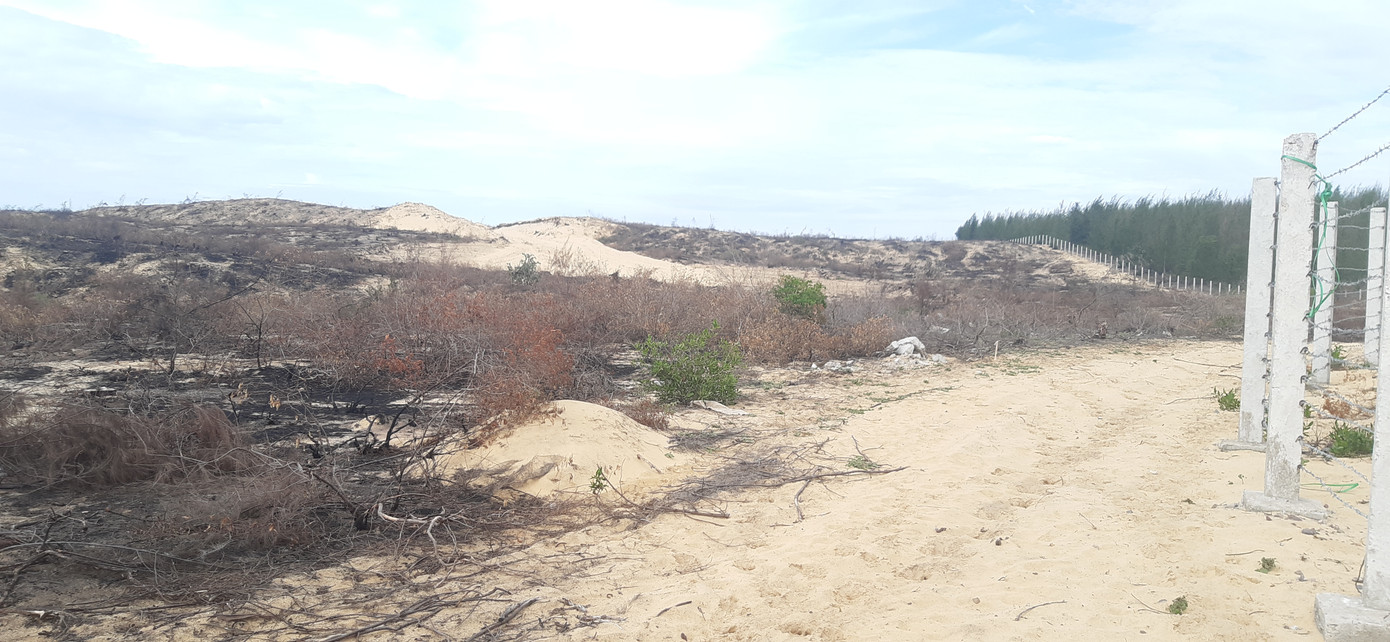 Vụ 140 ha rừng biến mất ở Bình Định: Tạm dừng dự án nhà máy điện ảnh 1