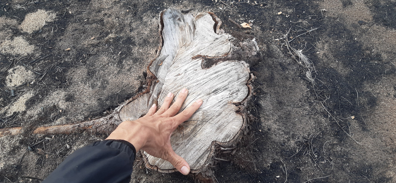 Chủ doanh nghiệp bị đánh nên để mất 140 ha rừng? ảnh 2